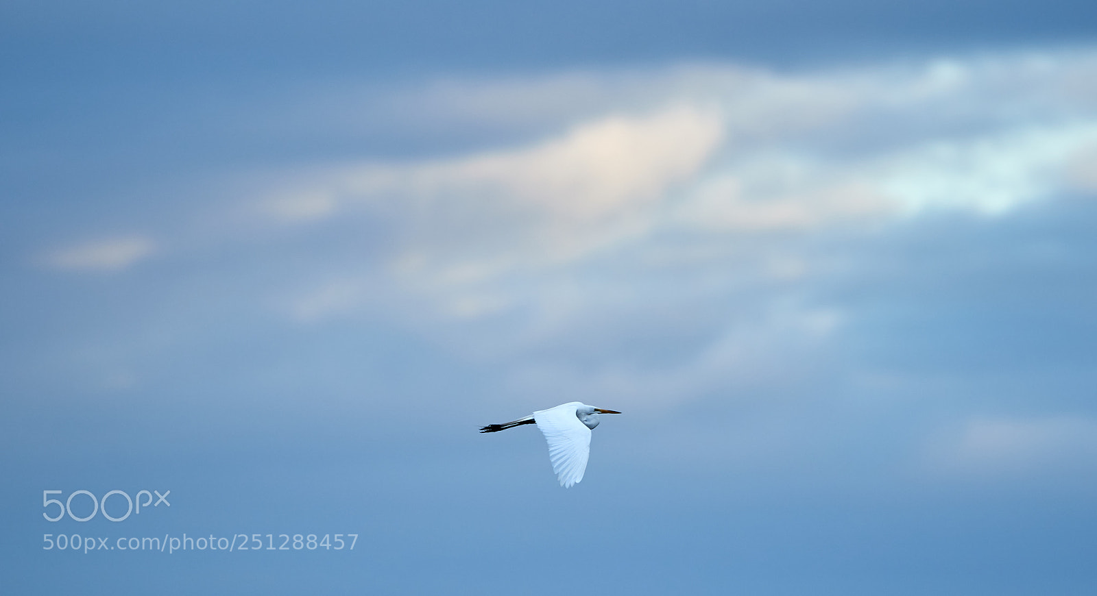 Canon EOS-1D X Mark II sample photo. 03-29-18-0009908.jpg photography