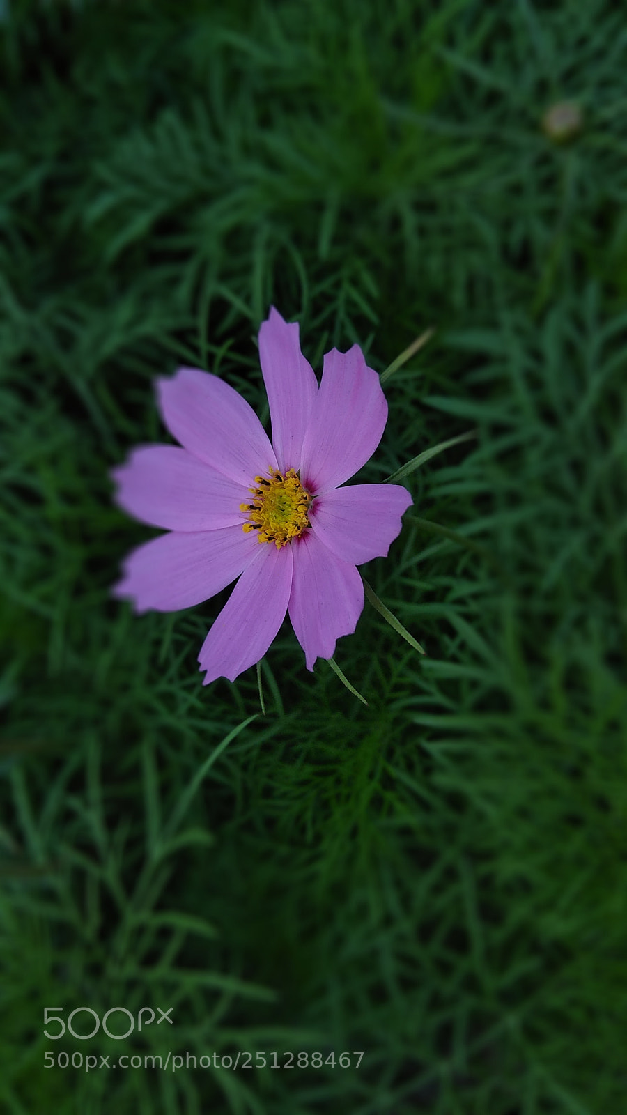Xiaomi Redmi Note 4 sample photo. Untitled photography