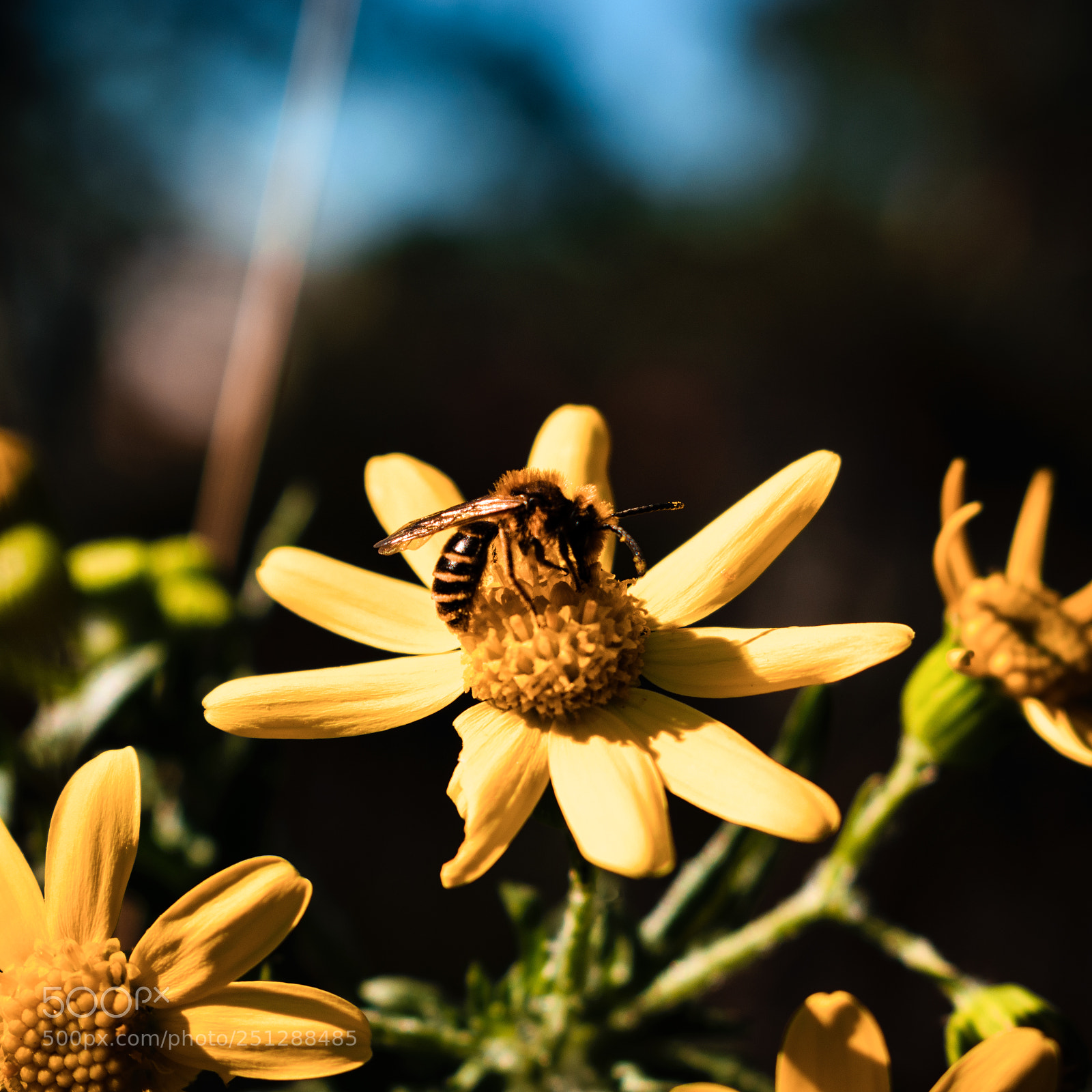 Nikon D5300 sample photo. Life in macros.. photography