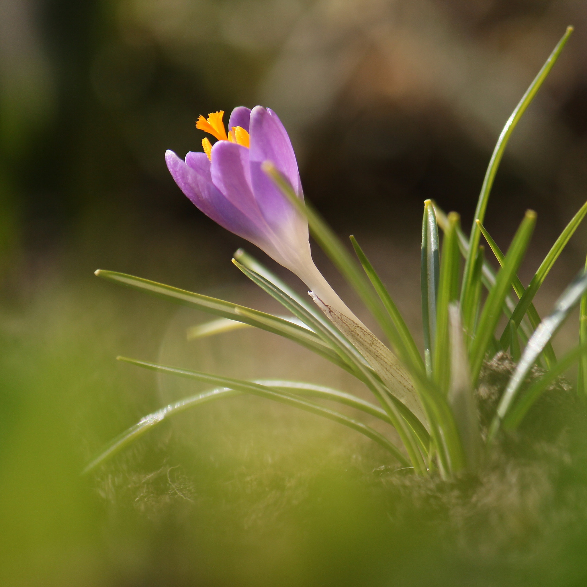 Canon EF-S 55-250mm F4-5.6 IS sample photo. Spring photography