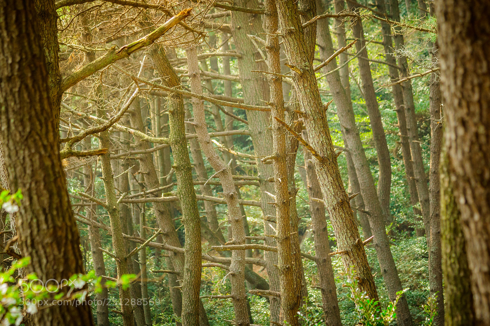 Canon EOS 7D Mark II sample photo. Spring in the forest photography