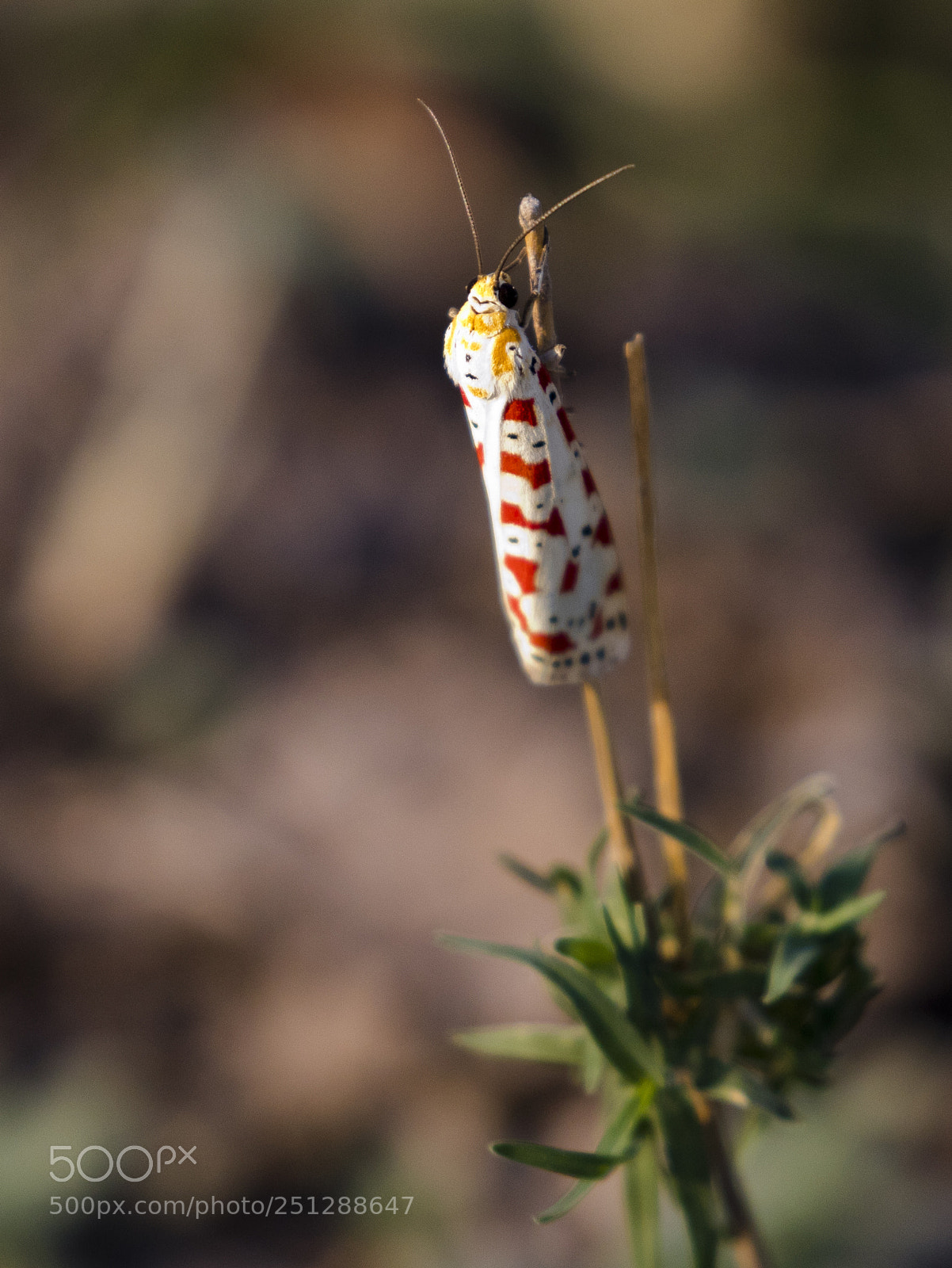 Canon EOS 5D Mark IV sample photo. Heliotrope or salt pepper photography