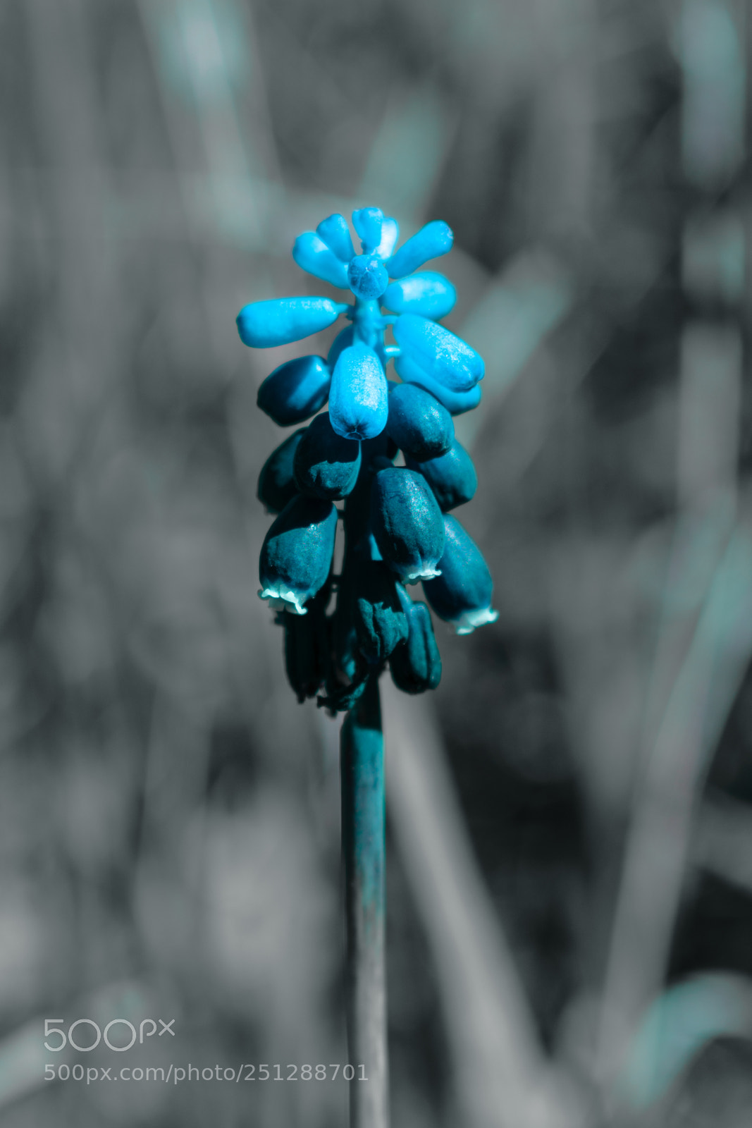 Nikon D5300 sample photo. Life in macros.. photography