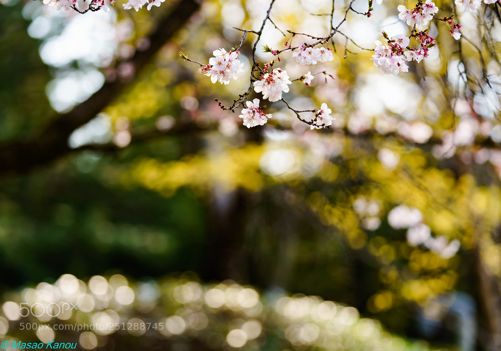Sony a7R III sample photo. Spring has come photography