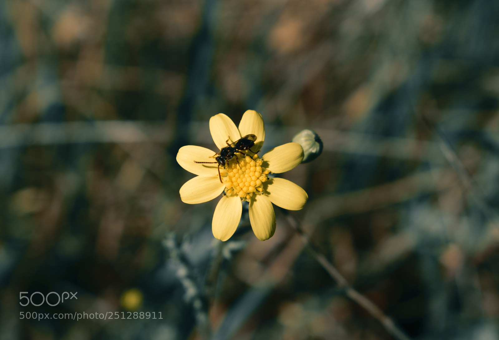 Nikon D5300 sample photo. Life in macros.. photography