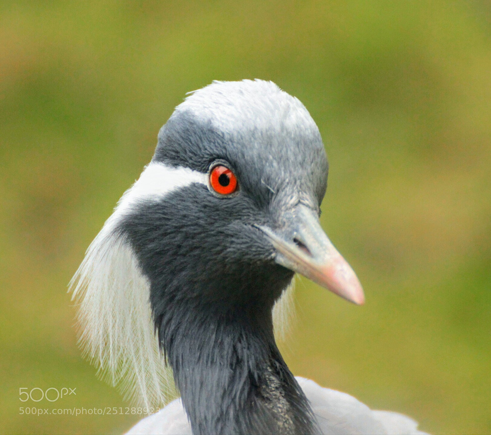 Canon EOS 600D (Rebel EOS T3i / EOS Kiss X5) sample photo. Red eye photography