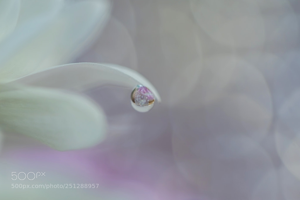 Canon EOS 7D Mark II sample photo. A droplet photography
