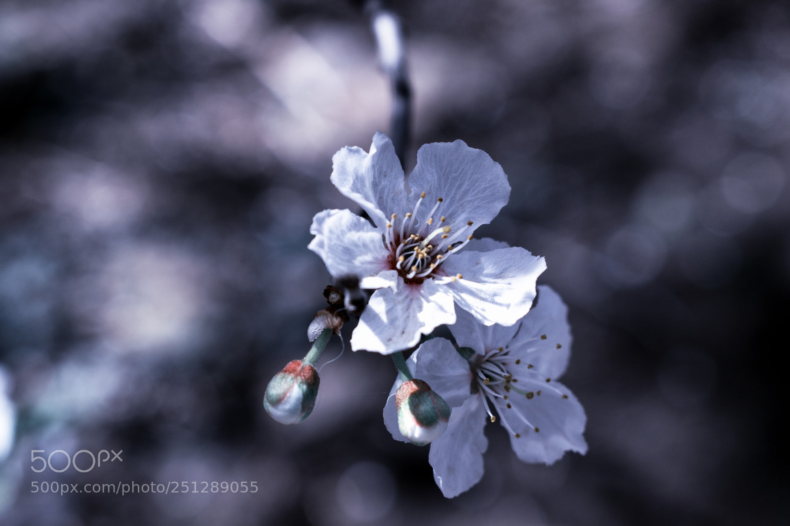 Nikon D5300 sample photo. Life in macros photography