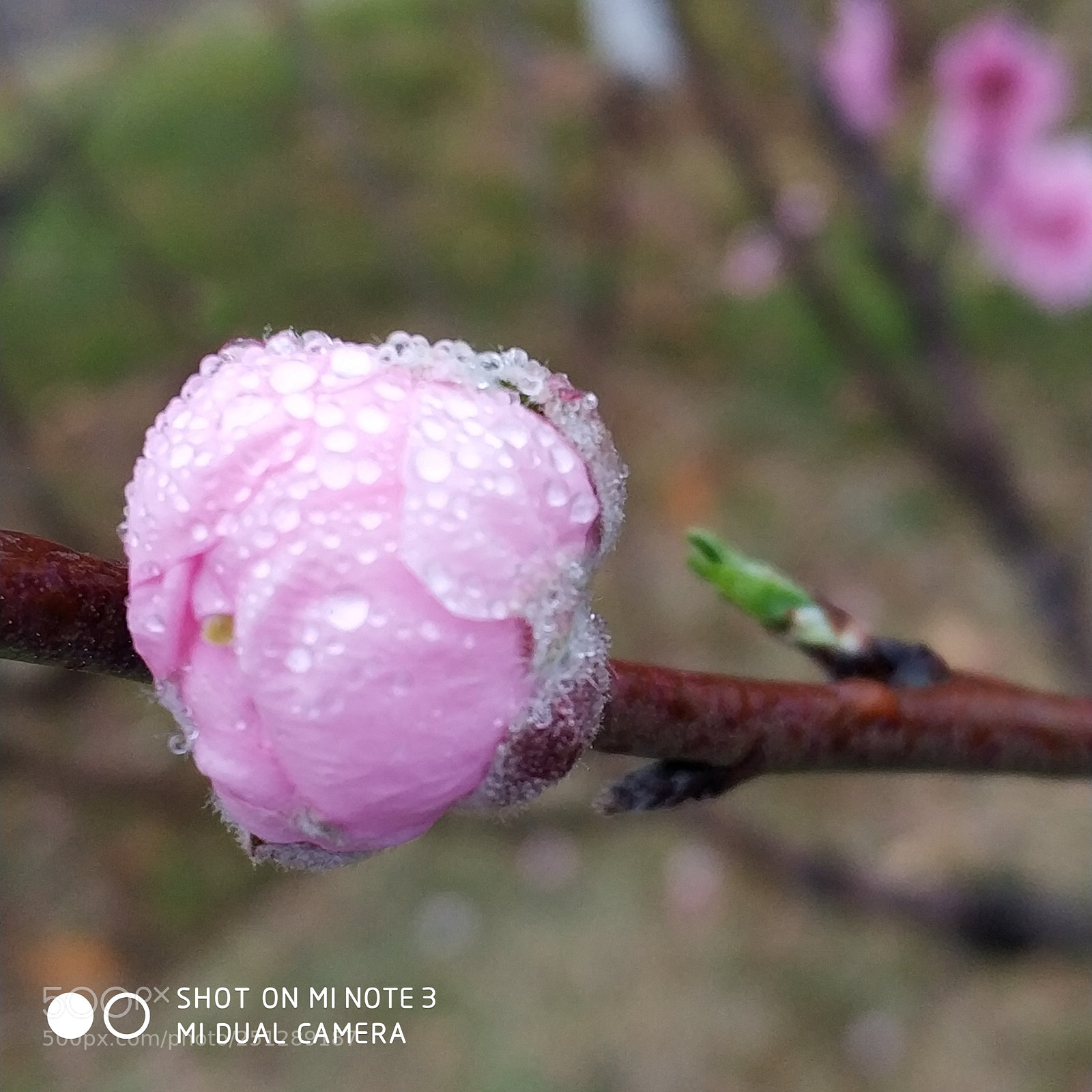Xiaomi Mi Note 3 sample photo. Beautiful flower photography