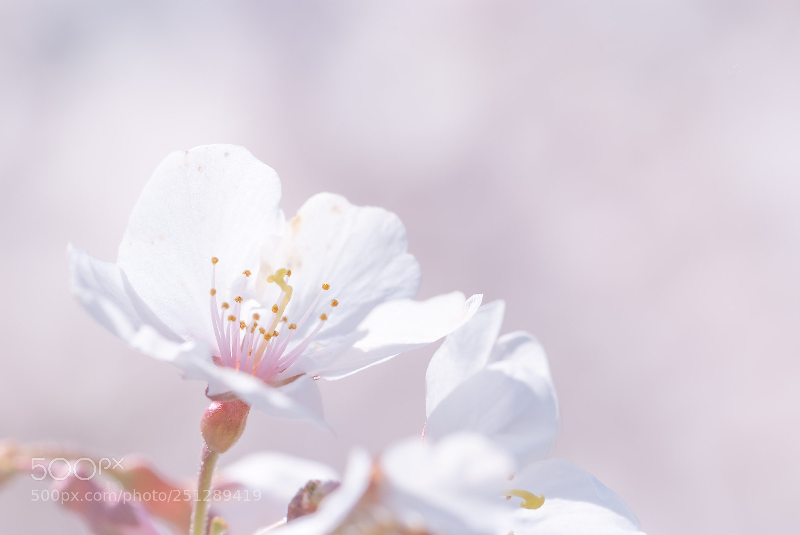 Fujifilm FinePix S5 Pro sample photo. Cherry blossoms photography