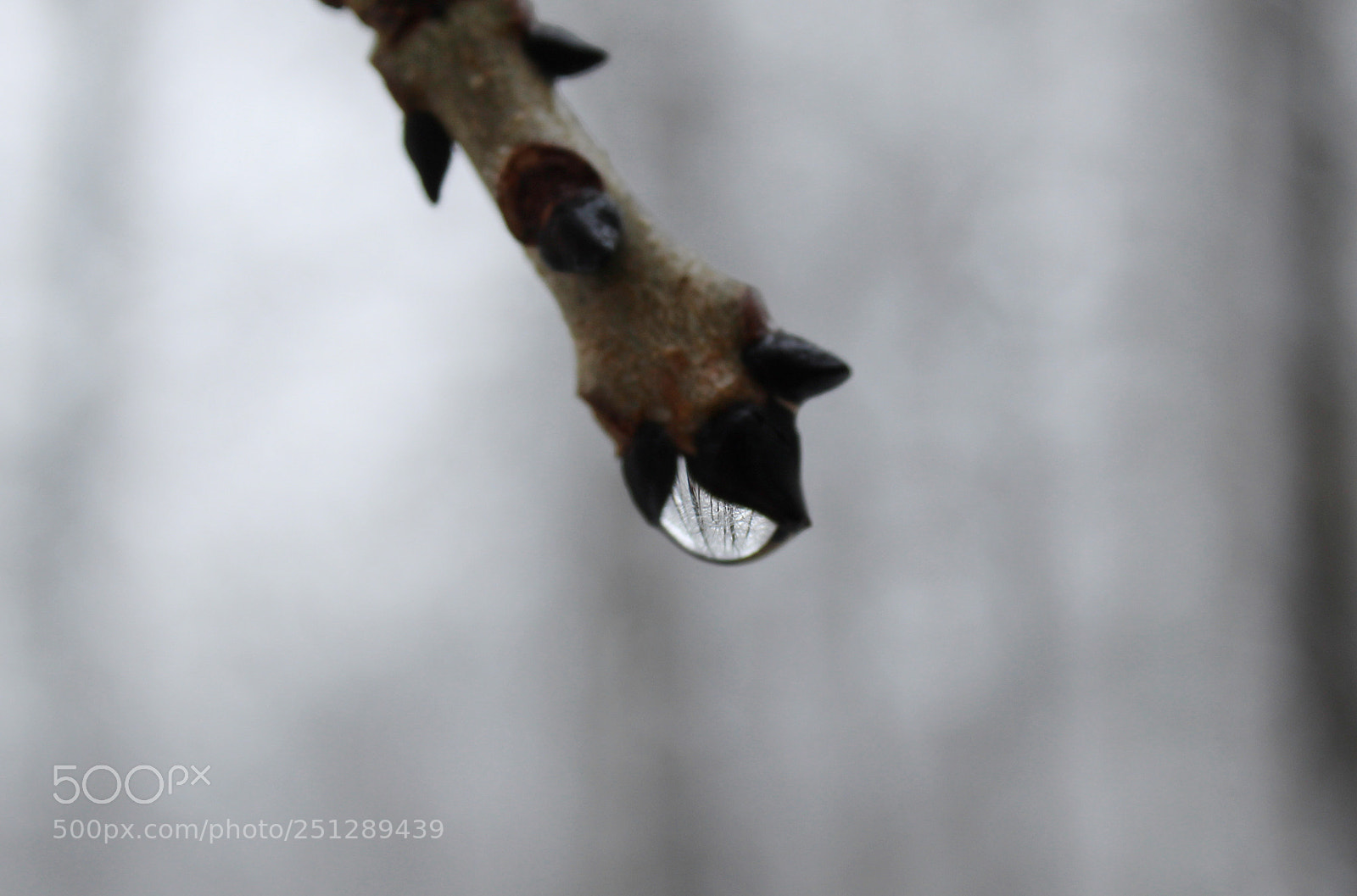 Canon EOS 1300D (EOS Rebel T6 / EOS Kiss X80) sample photo. Forest inside a drop photography