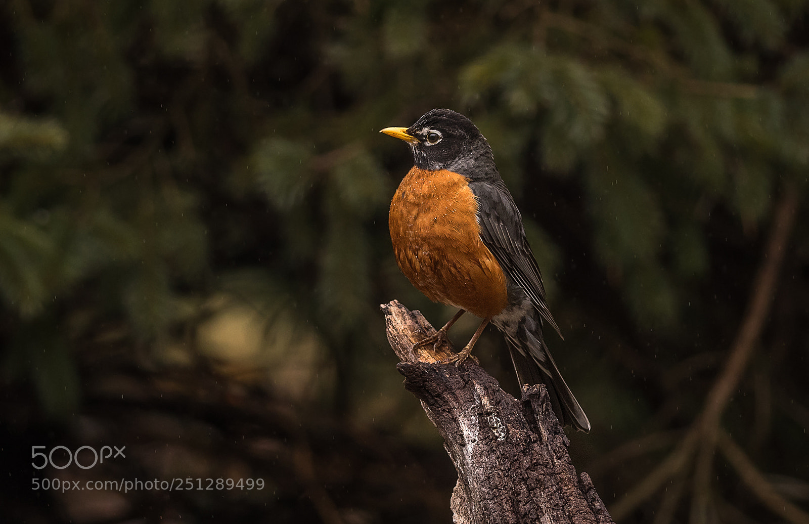 Nikon D500 sample photo. Spring robin photography