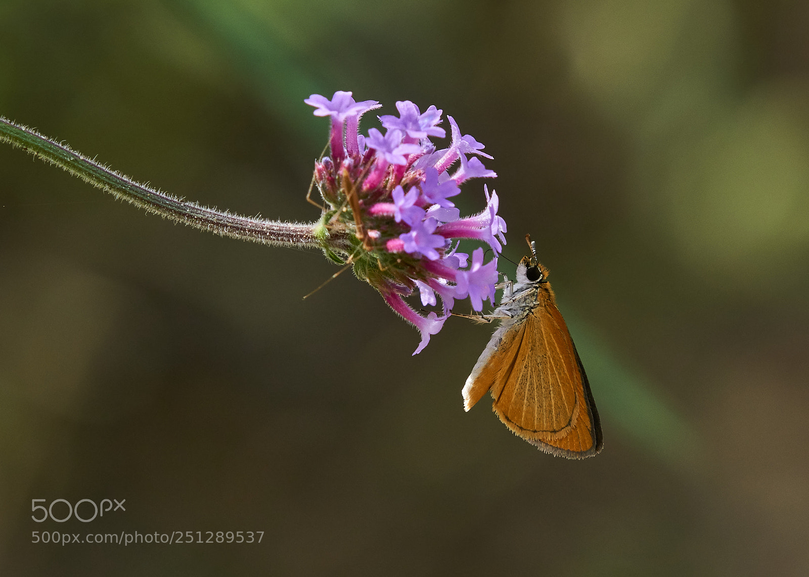 Sony a6000 sample photo. Least skipper photography
