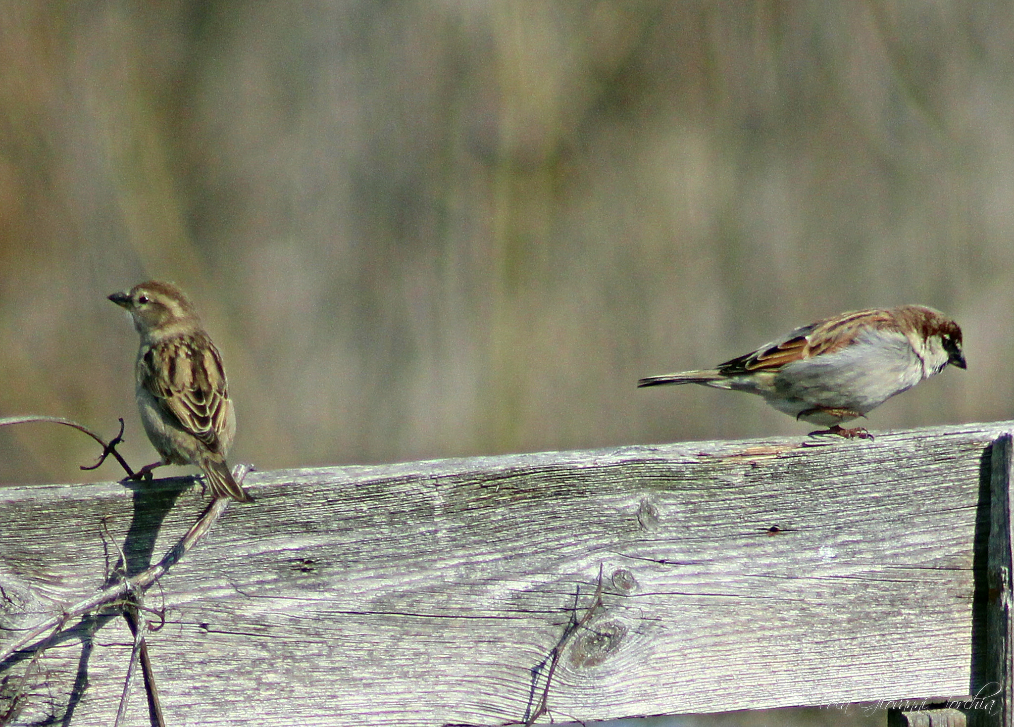 Canon EOS 1200D (EOS Rebel T5 / EOS Kiss X70 / EOS Hi) sample photo. Birds passeri photography