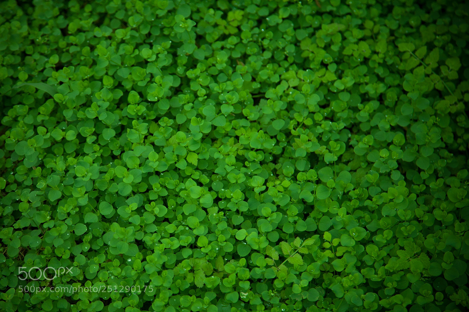 Canon EOS 5D Mark II sample photo. Giant tininess photography