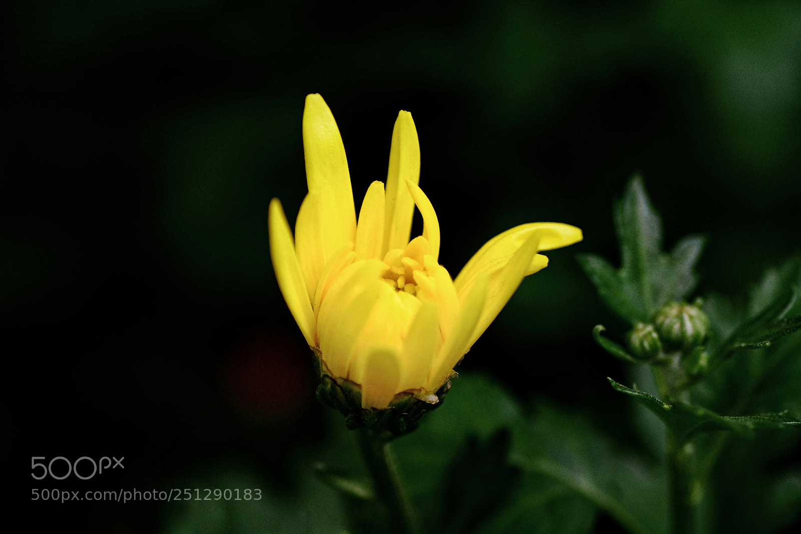 Nikon D7100 sample photo. Untitled photography