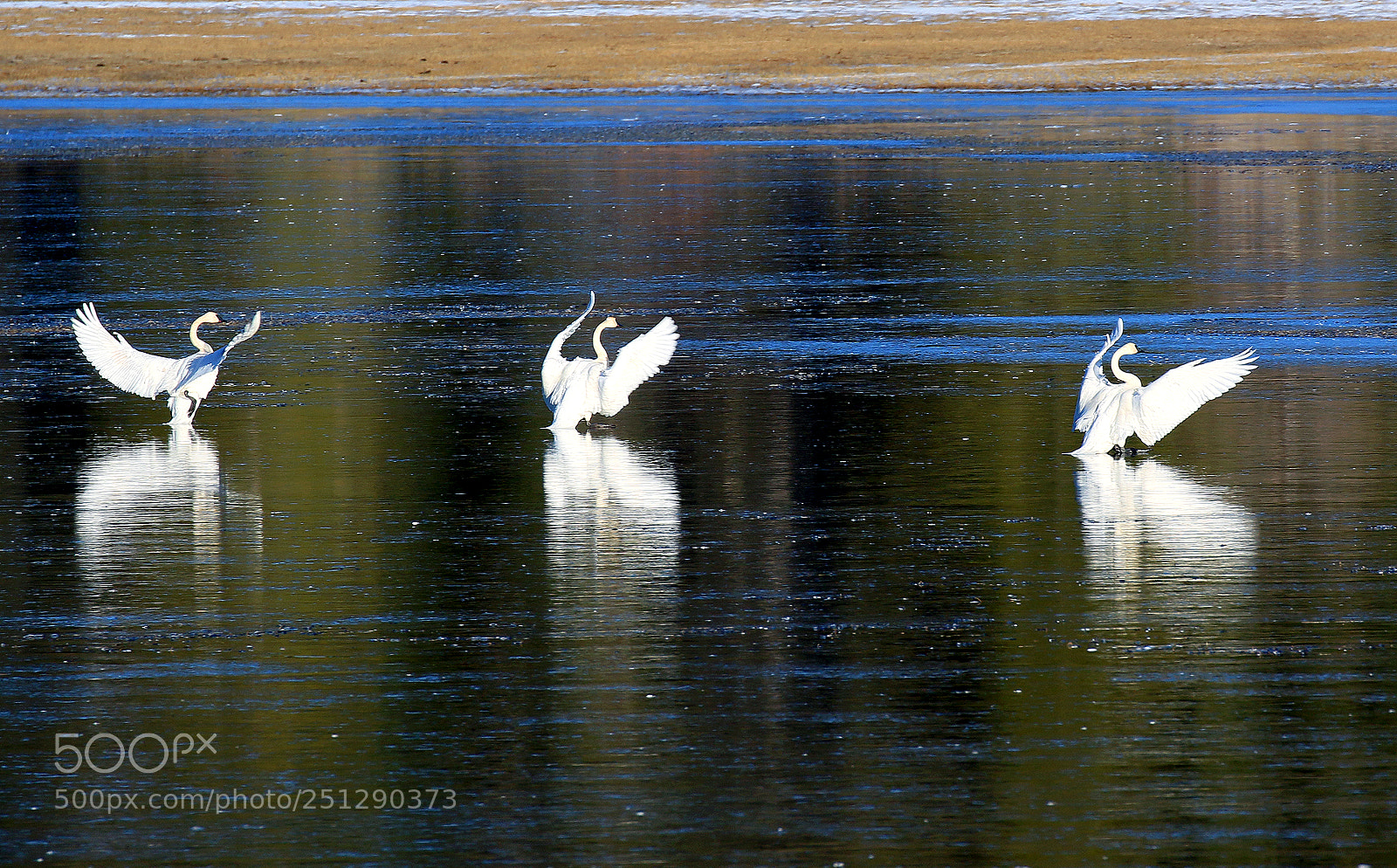 Canon EOS 70D sample photo. Three swans landing on photography