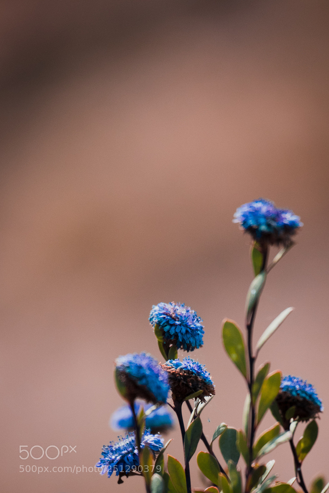 Canon EOS 80D sample photo. Flores photography