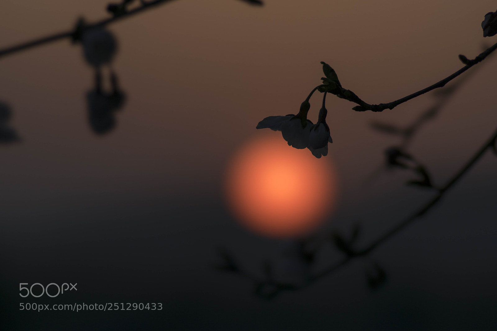 Sony ILCA-77M2 sample photo. Spring photography