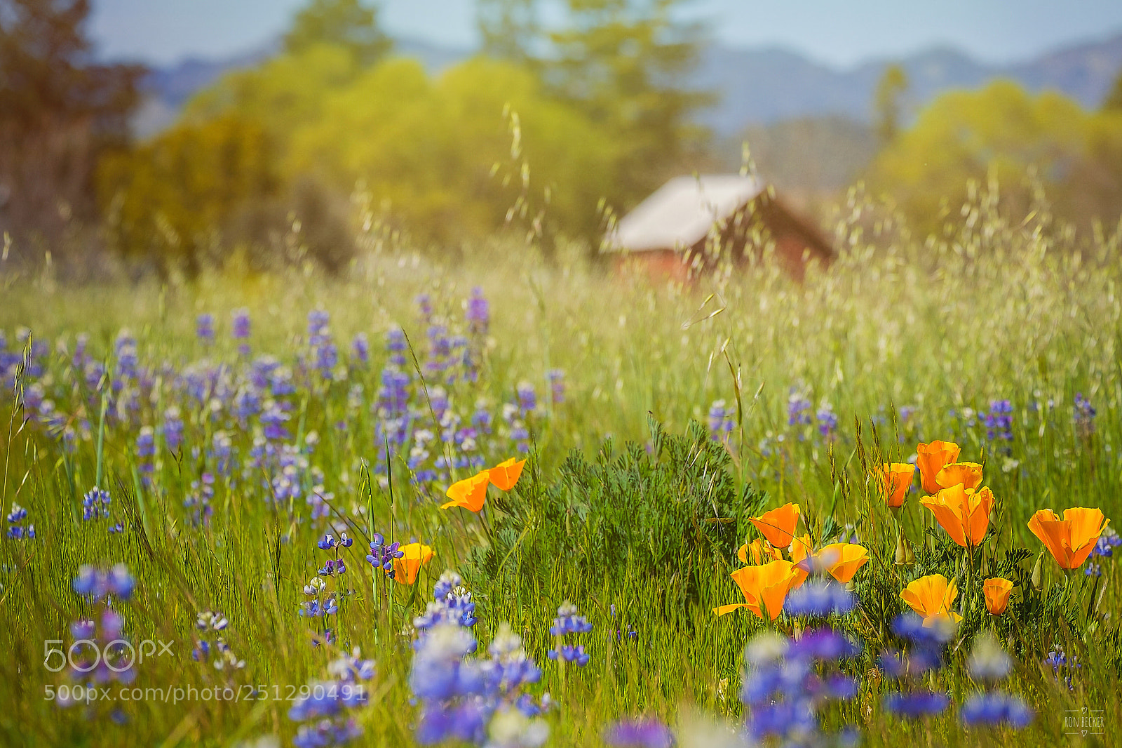 Fujifilm X-T2 sample photo. The dreaming field photography