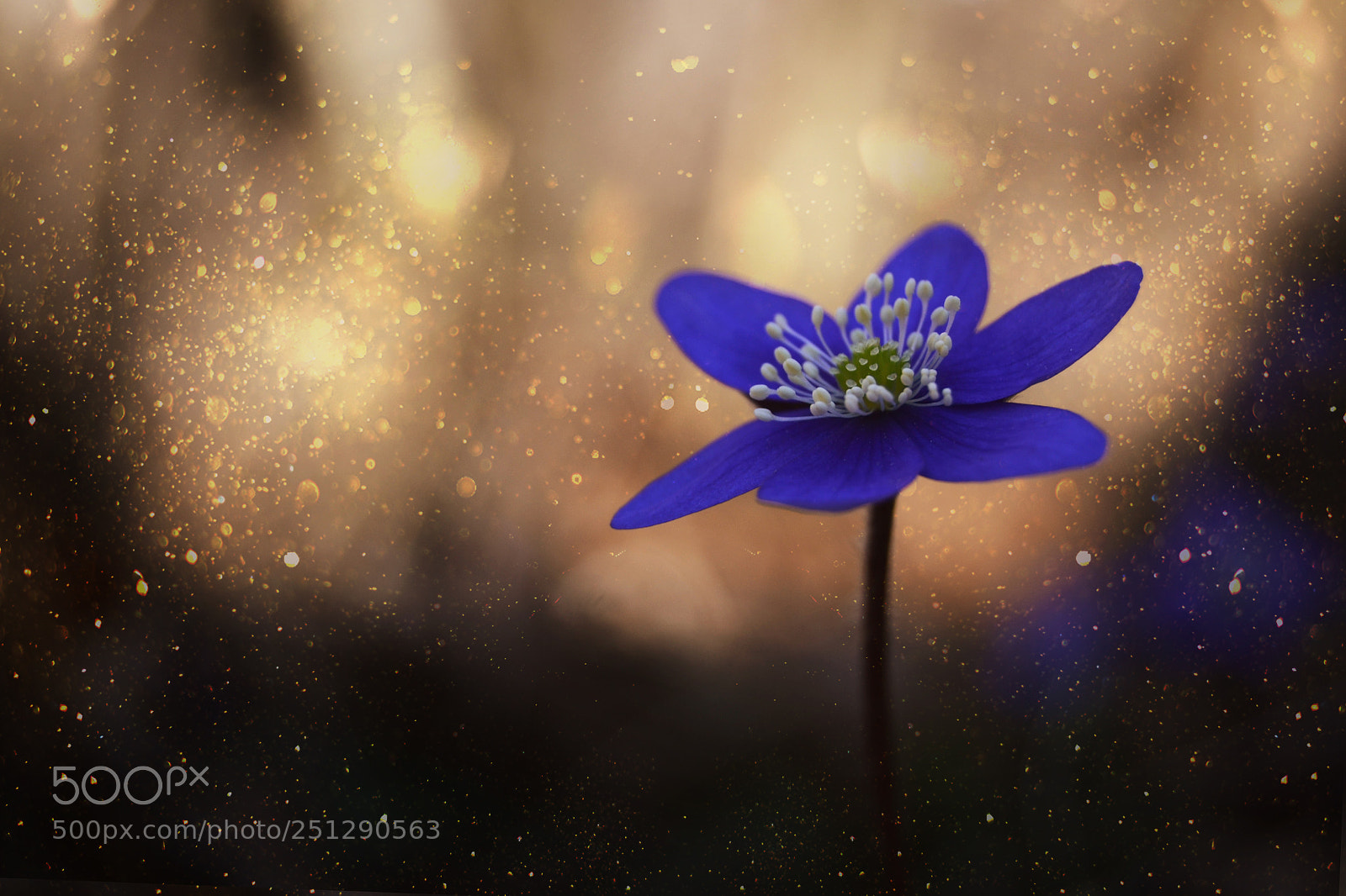 Nikon D3100 sample photo. Hepatica nobilis photography
