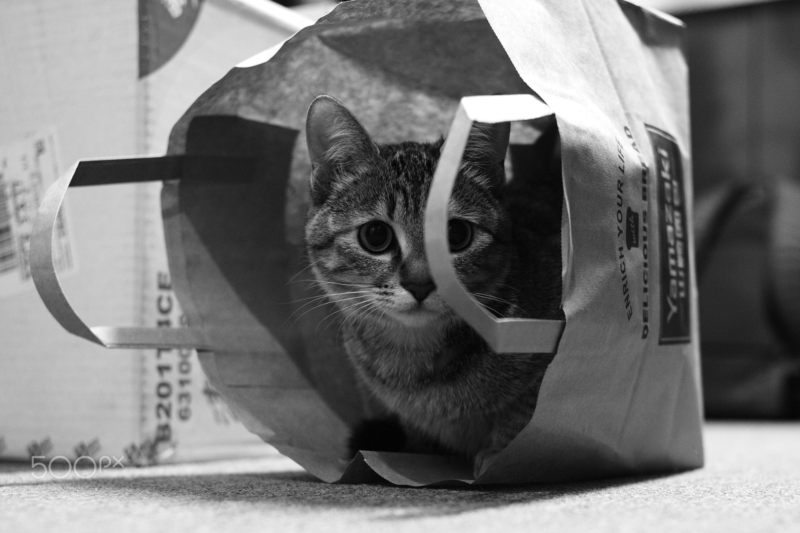 Leica M Monochrom (Typ 246) sample photo. Yamazaki's cat photography