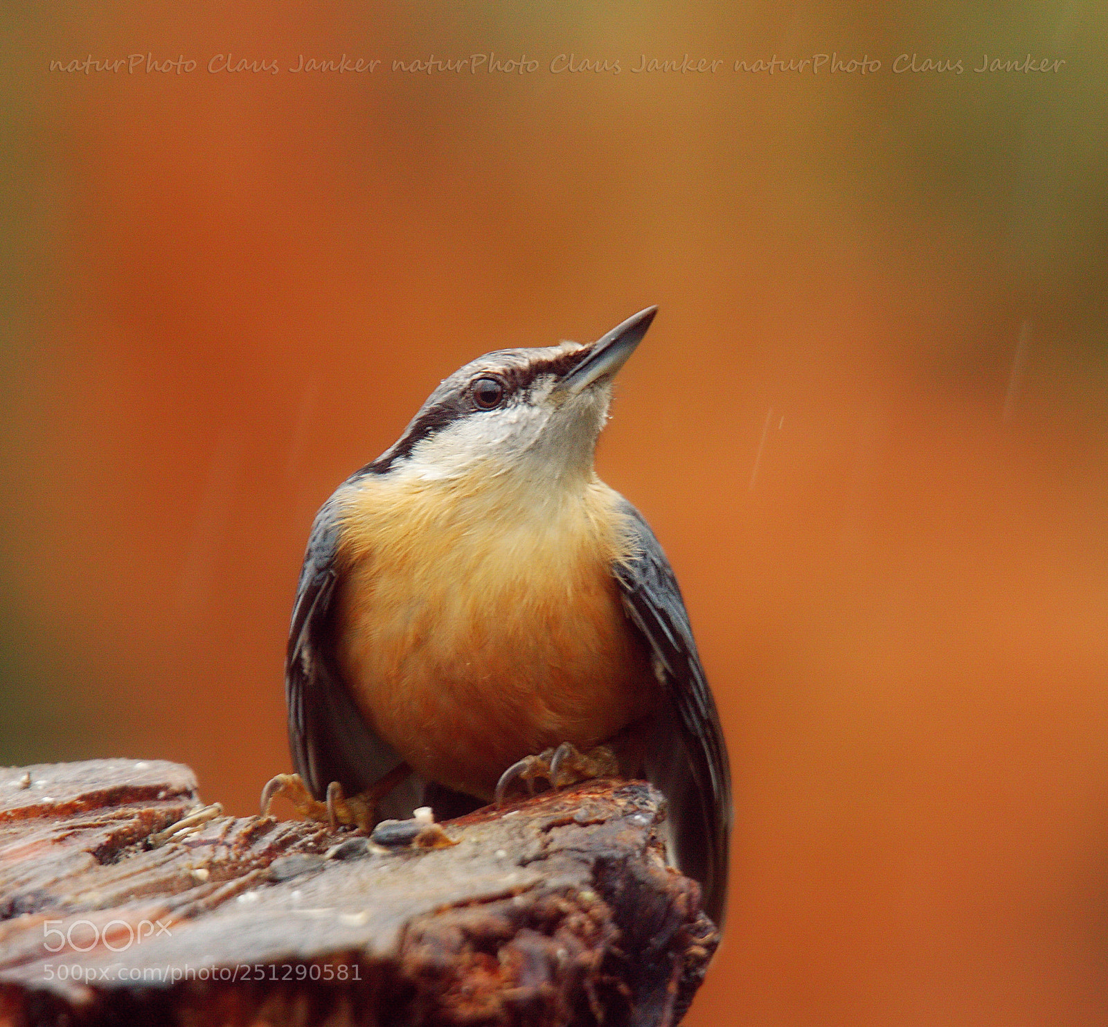 Canon EOS 70D sample photo. Ein kleiber. photography