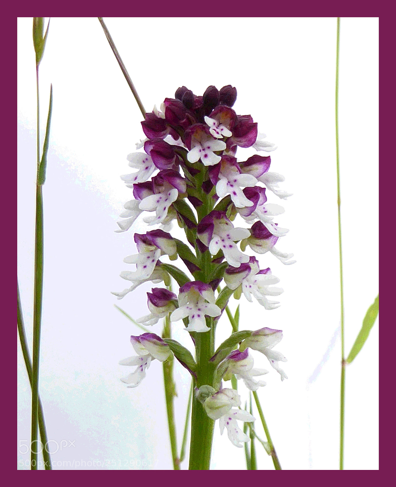 Panasonic Lumix DMC-ZS50 (Lumix DMC-TZ70) sample photo. Burnt orchid photography