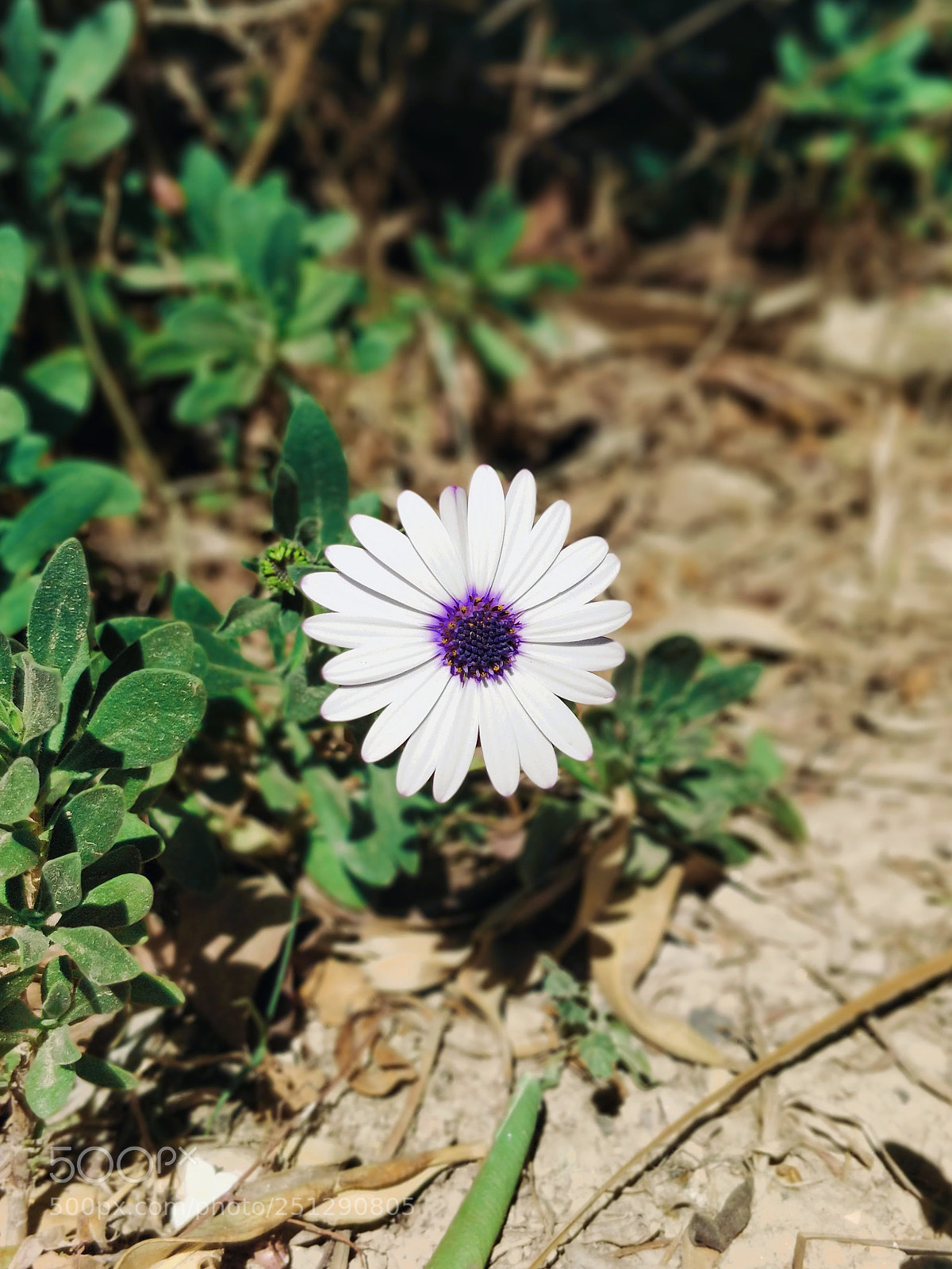OnePlus 5 sample photo. Purple heart photography
