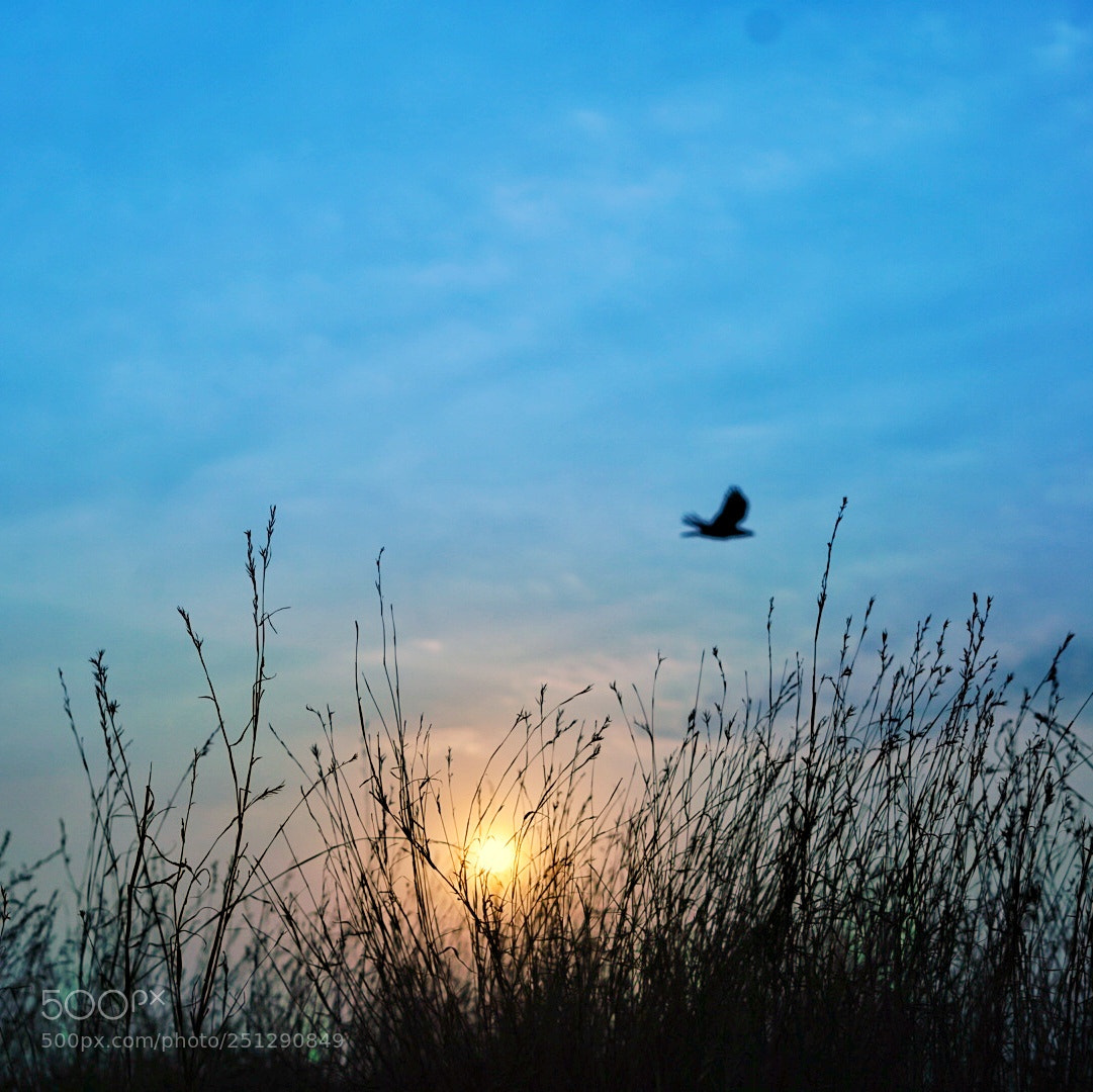 Sony a7R II sample photo. Color photography