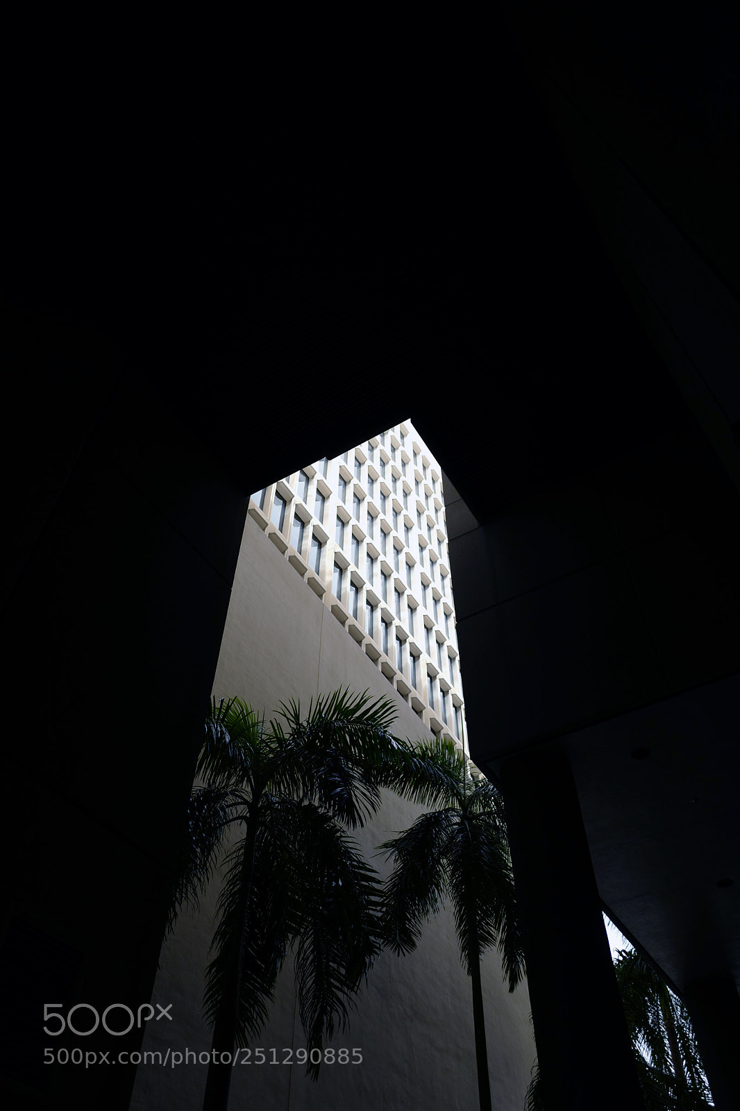 Leica Q (Typ 116) sample photo. Palmieras photography