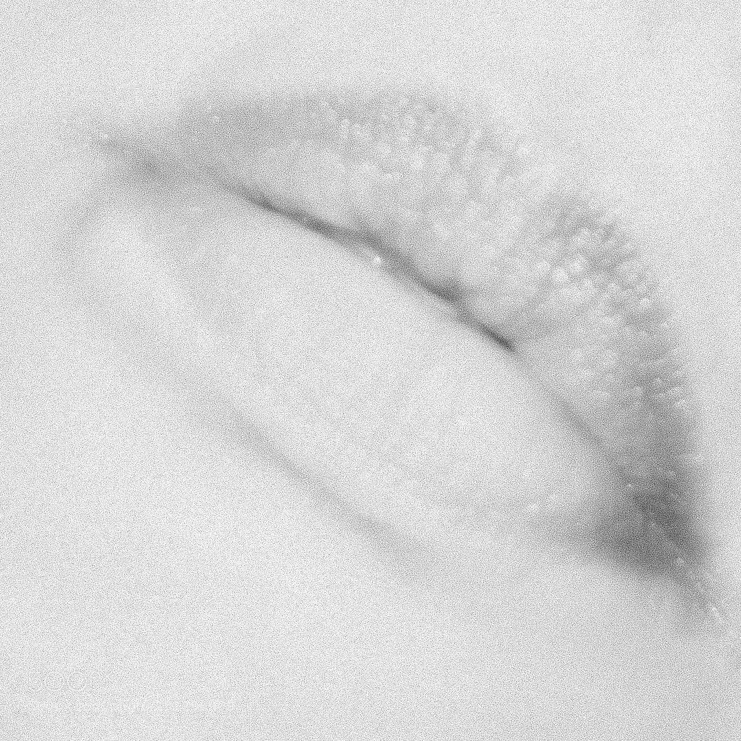 Nikon D5600 sample photo. Kissable photography