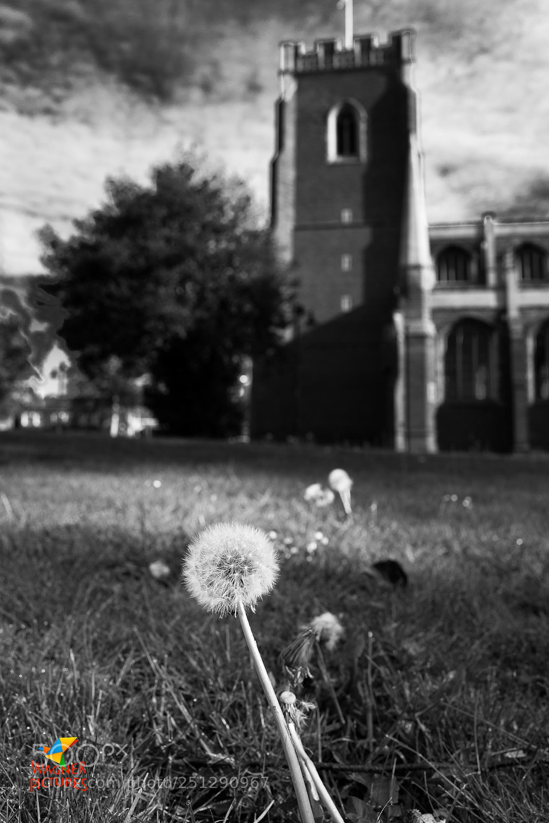 Leica Q (Typ 116) sample photo. Dandelion tower photography