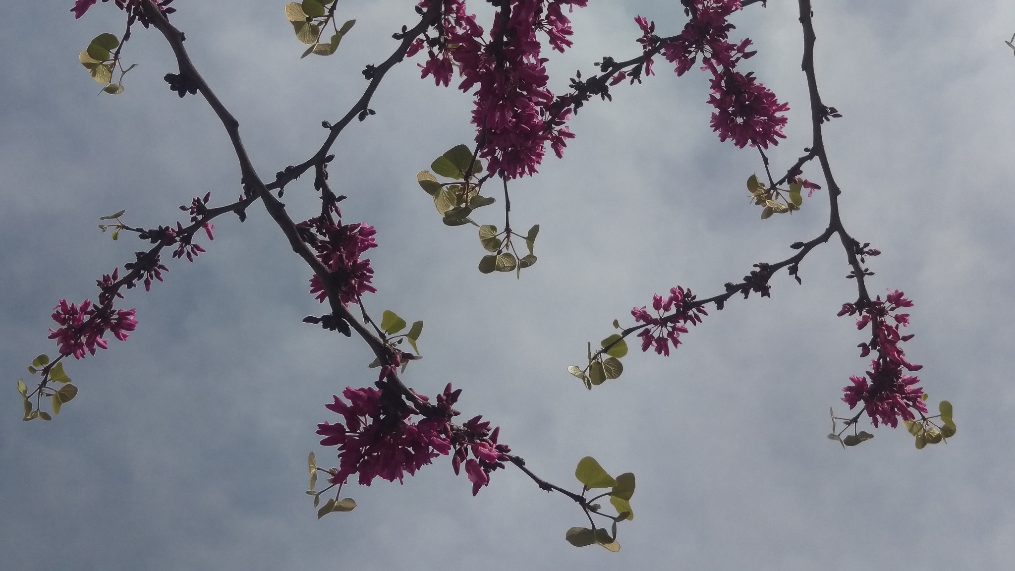 HTC ONE M9 sample photo. Blooming in harmony photography