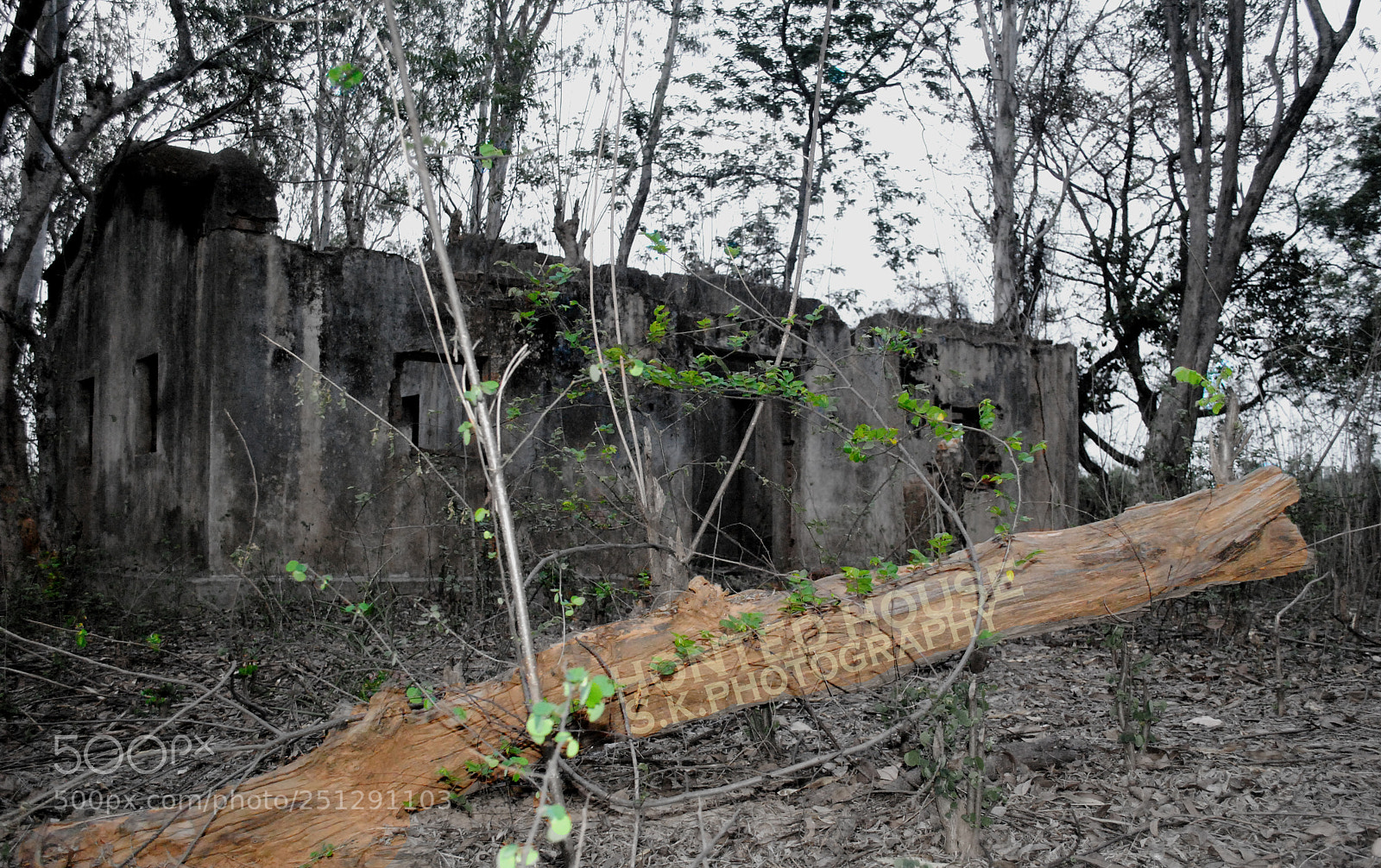 Nikon D3000 sample photo. Copy photography