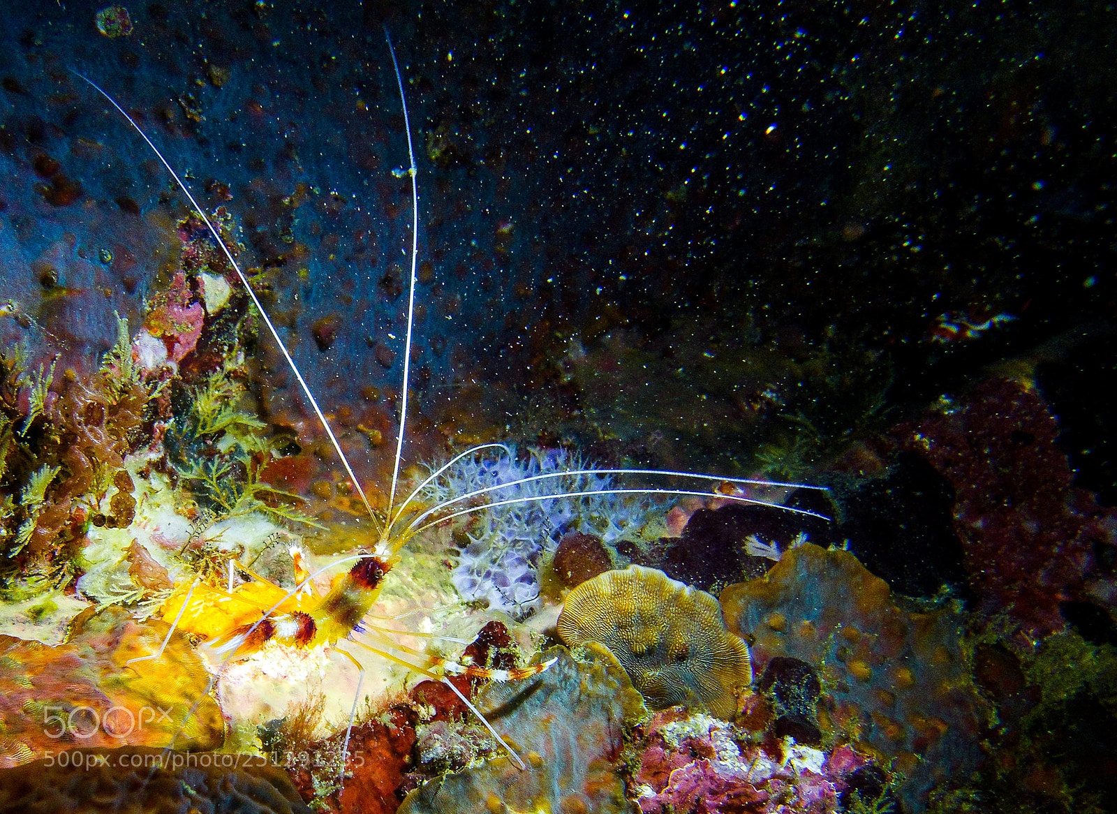 Sony Cyber-shot DSC-RX100 IV sample photo. Shrimp photography