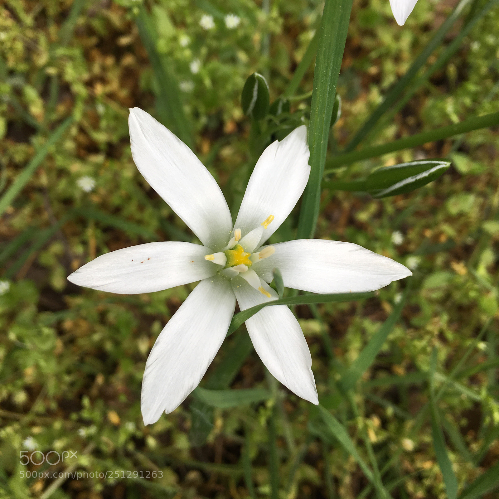 Apple iPhone 6s Plus sample photo. Untitled photography