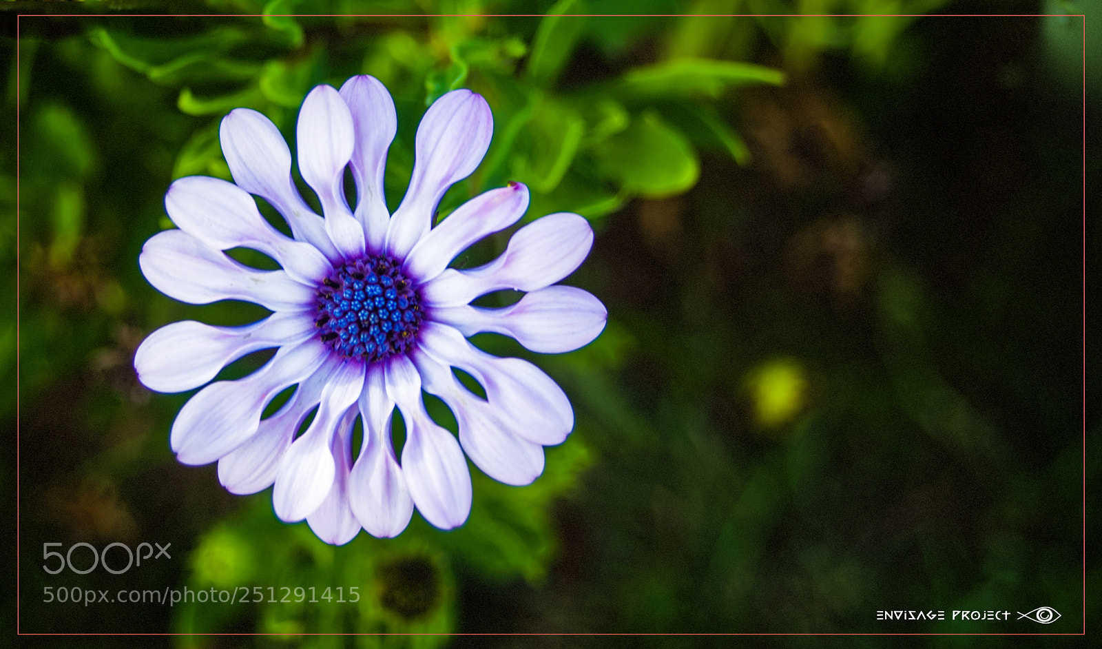 Sony a7R sample photo. Unfurling daisy photography