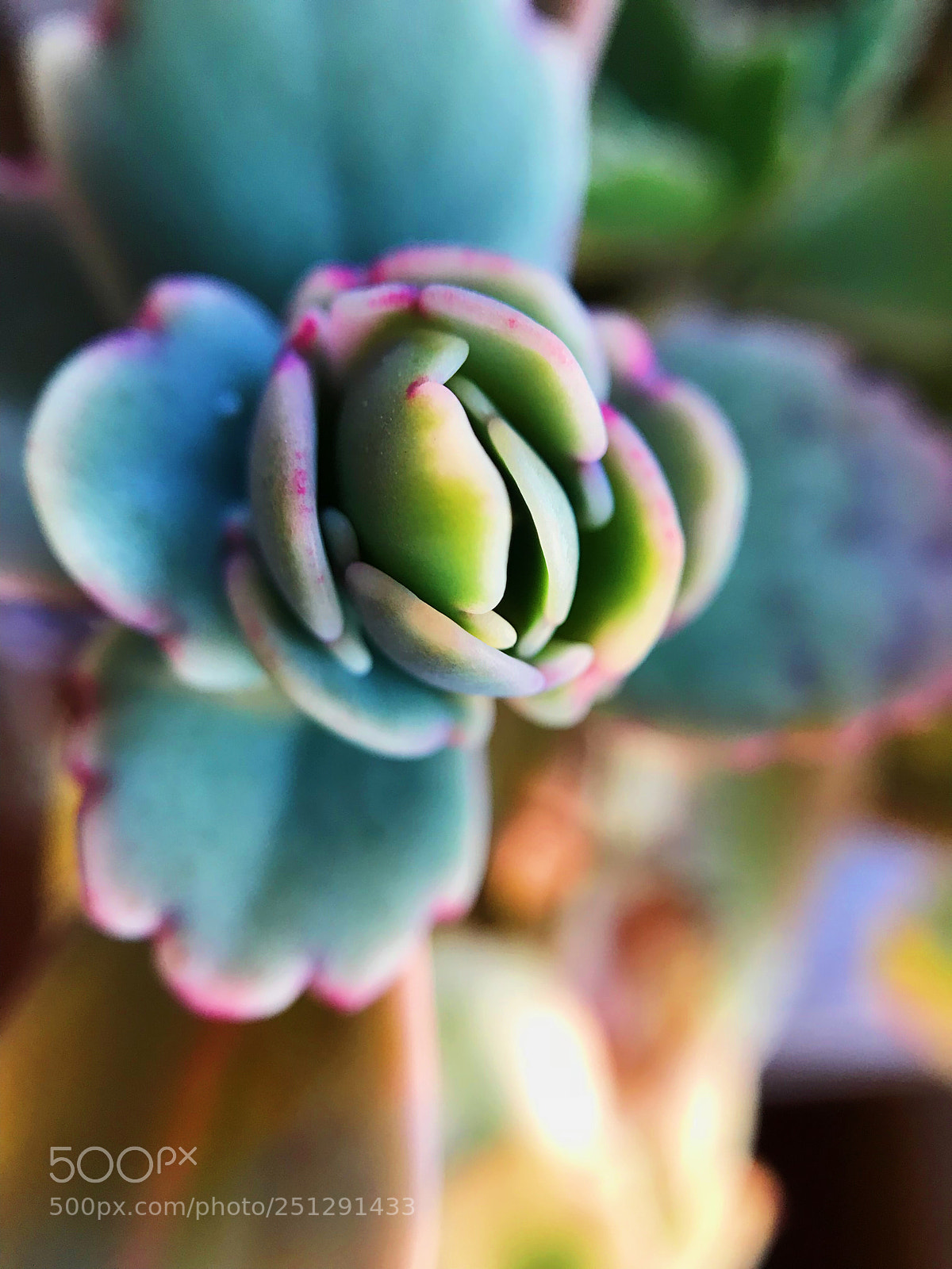 Apple iPhone 7 sample photo. Kalanchoe fedtschenkoi 'rosy dawn photography