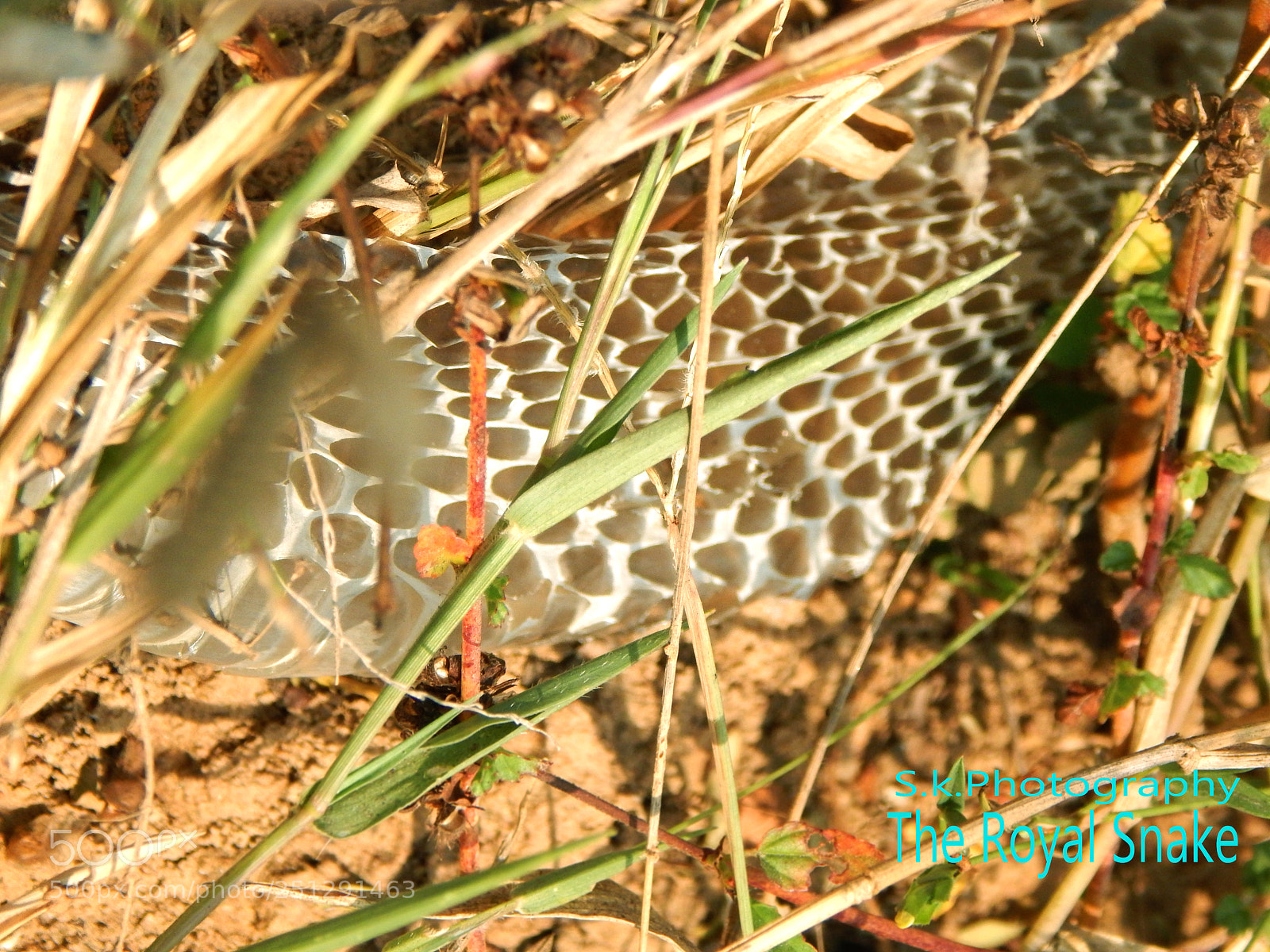 Nikon Coolpix L830 sample photo. Snakedredd photography