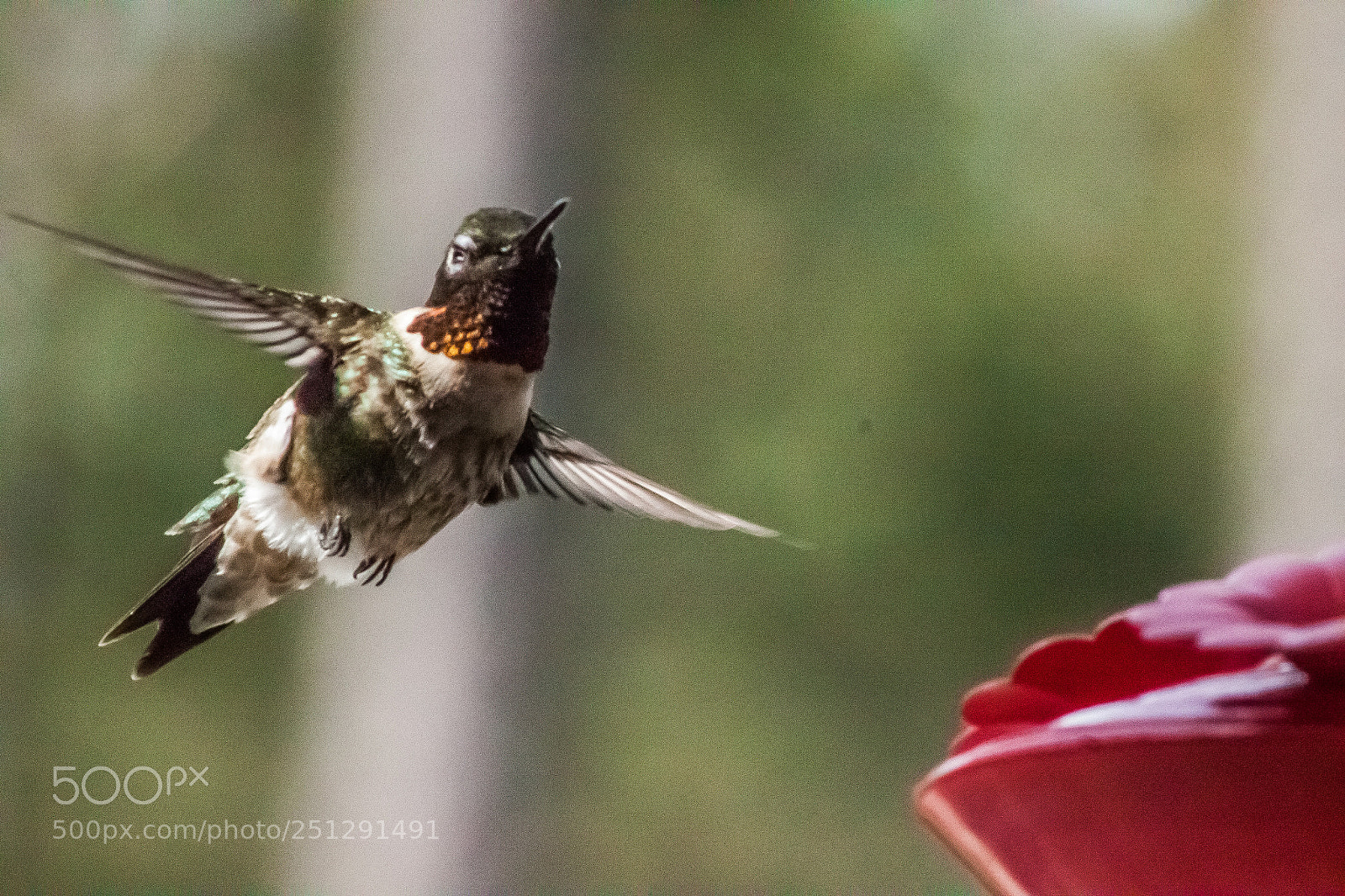 Canon EOS 500D (EOS Rebel T1i / EOS Kiss X3) sample photo. Humming bird photography