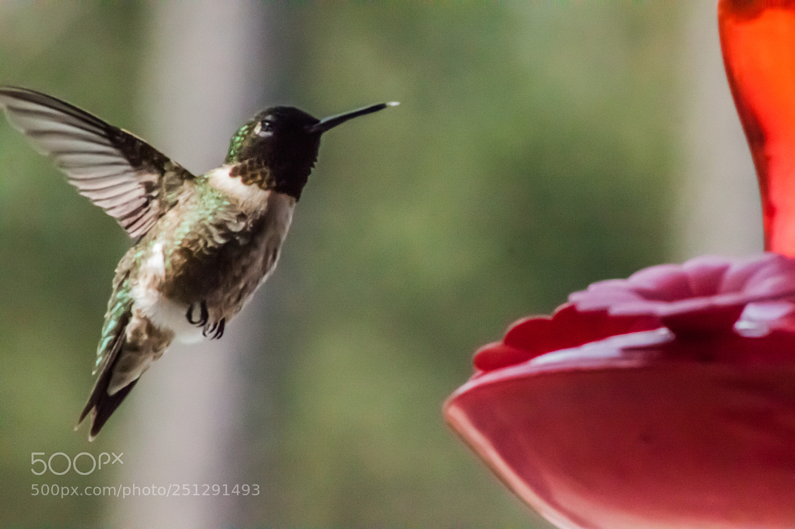 Canon EOS 500D (EOS Rebel T1i / EOS Kiss X3) sample photo. Humming bird photography