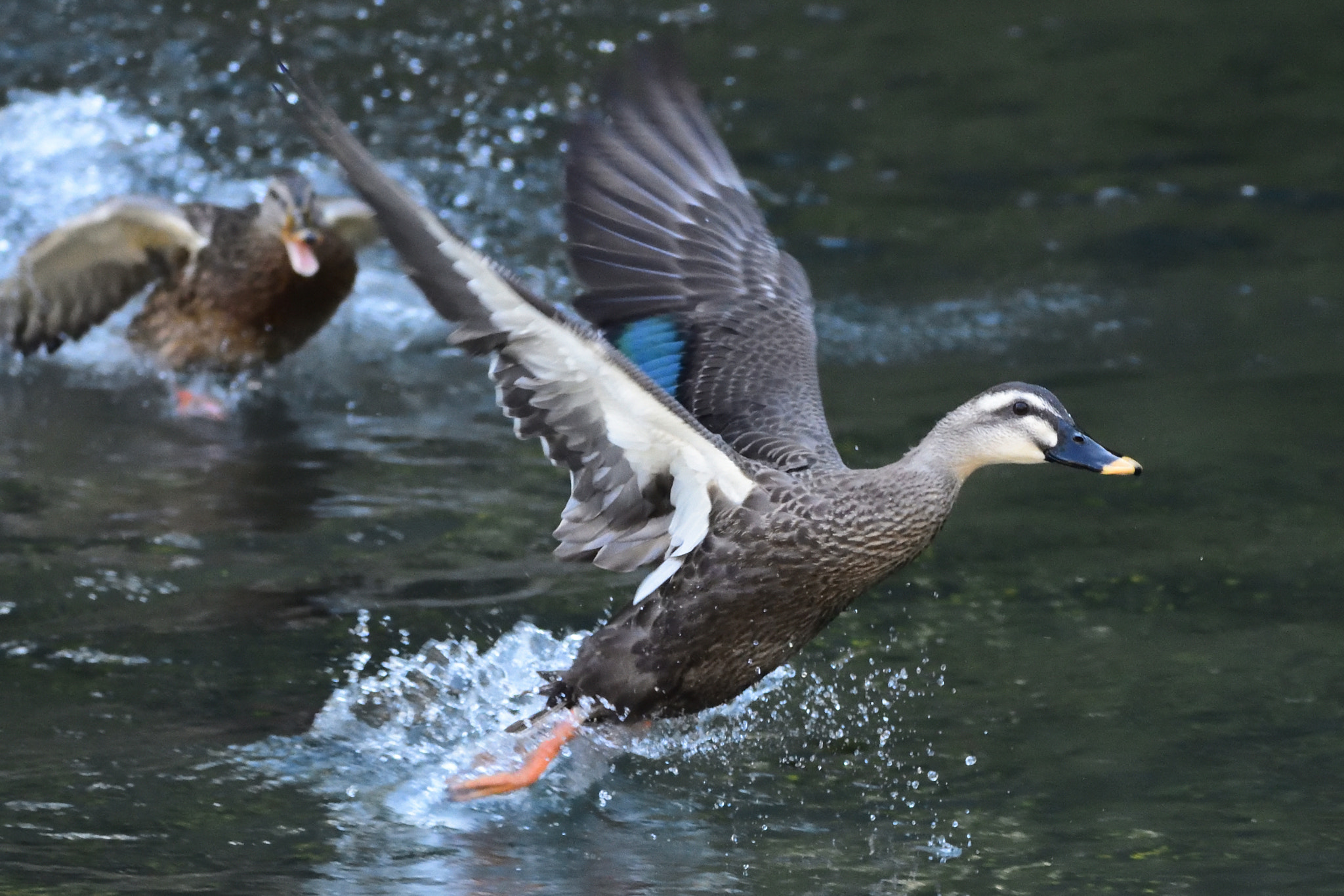 Nikon D7200 + Sigma 150-600mm F5-6.3 DG OS HSM | C sample photo. Duck chase photography