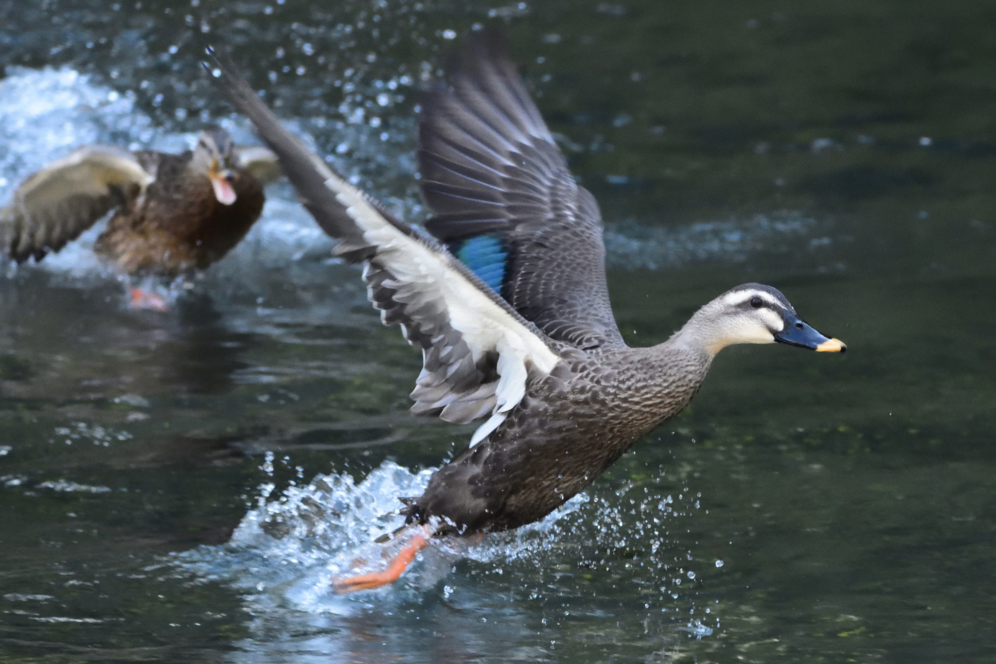 Sigma 150-600mm F5-6.3 DG OS HSM | C sample photo. Duck chase photography