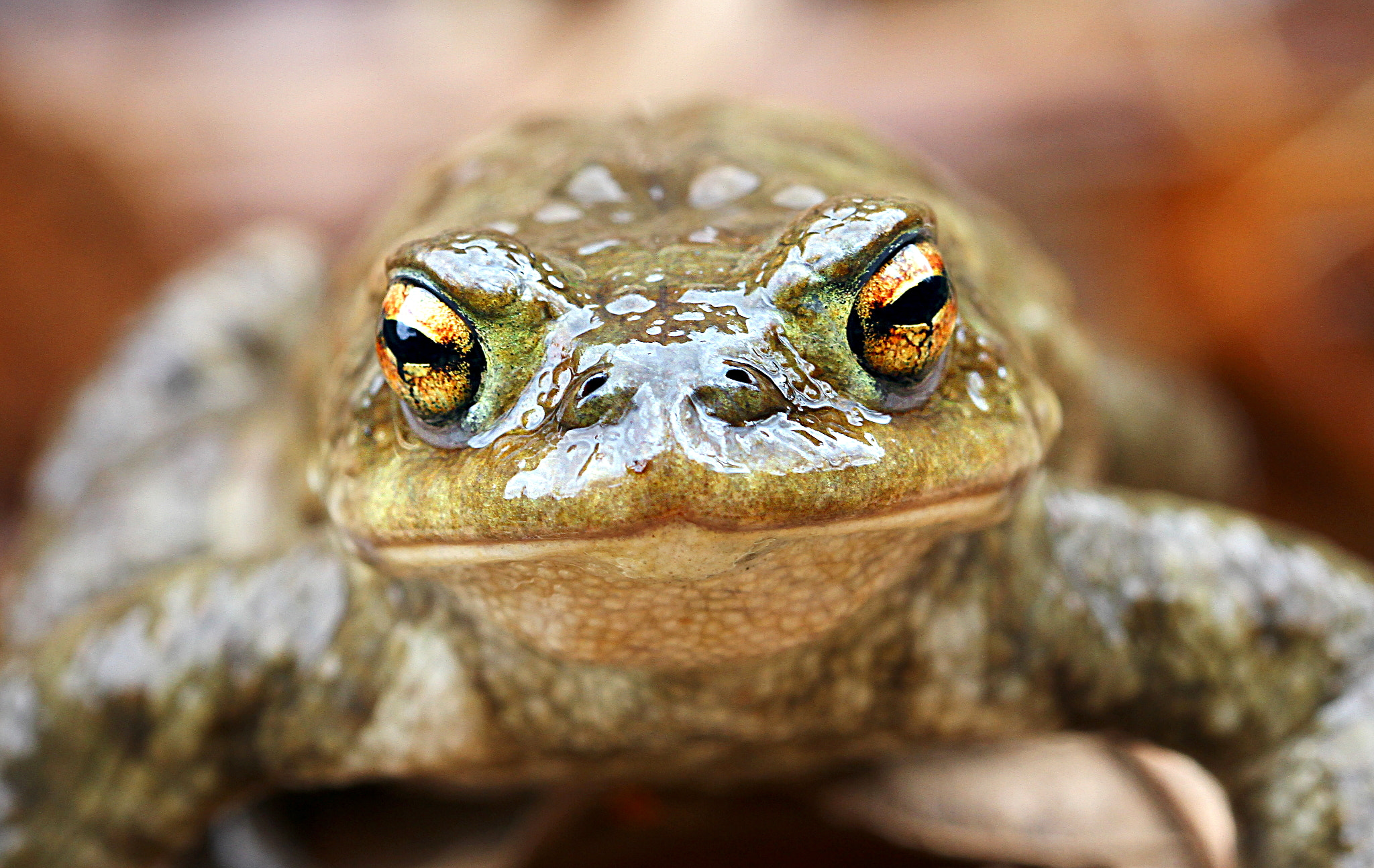 Sigma 105mm F2.8 EX DG OS HSM sample photo. () photography