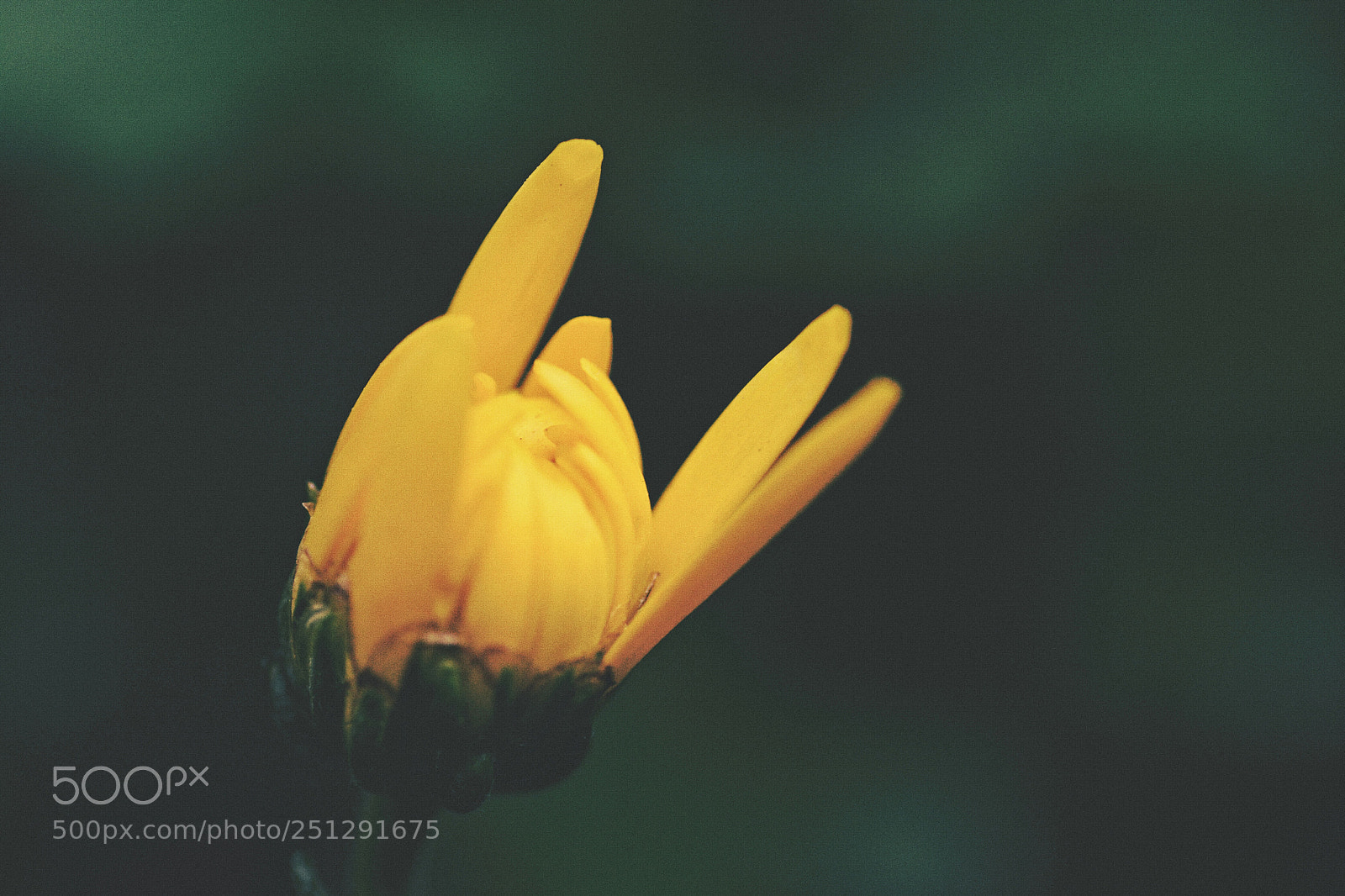 Nikon D7100 sample photo. Untitled photography