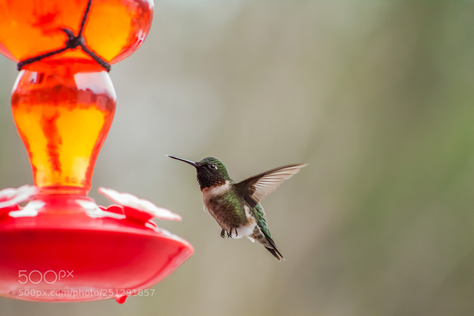 Canon EOS 500D (EOS Rebel T1i / EOS Kiss X3) sample photo. Humming bird photography