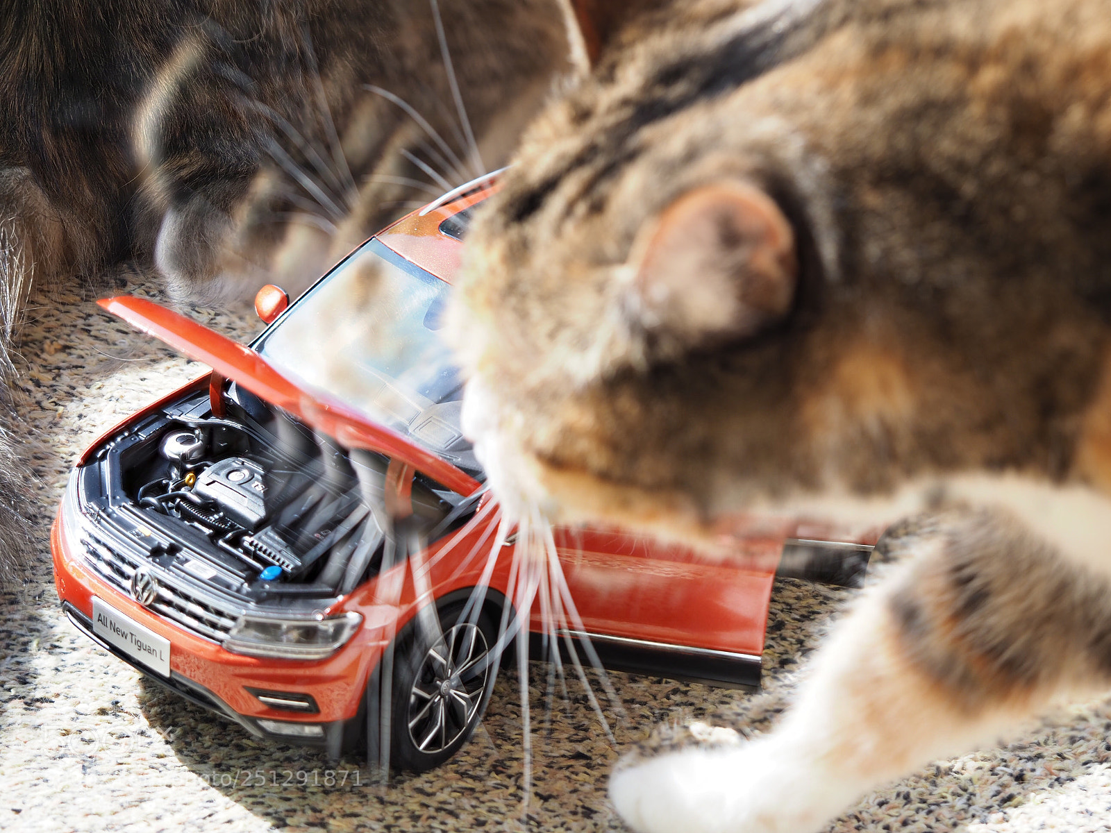 Olympus OM-D E-M1 Mark II sample photo. Cats en car photography