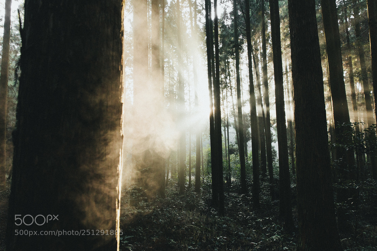 Canon EOS 5D Mark IV sample photo. Foggy morning. photography