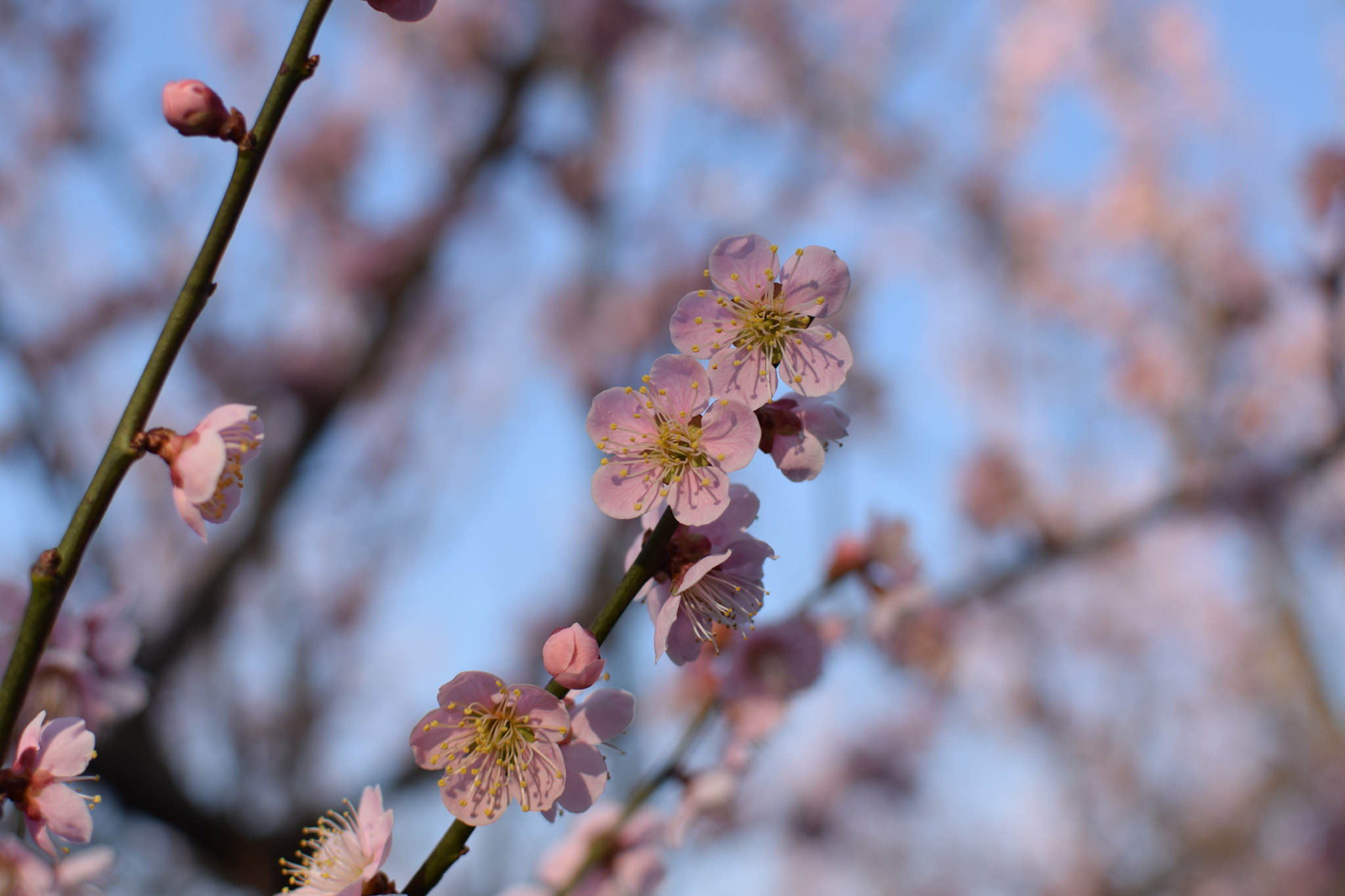 Nikon D5300 + Nikon AF-S DX Nikkor 35mm F1.8G sample photo